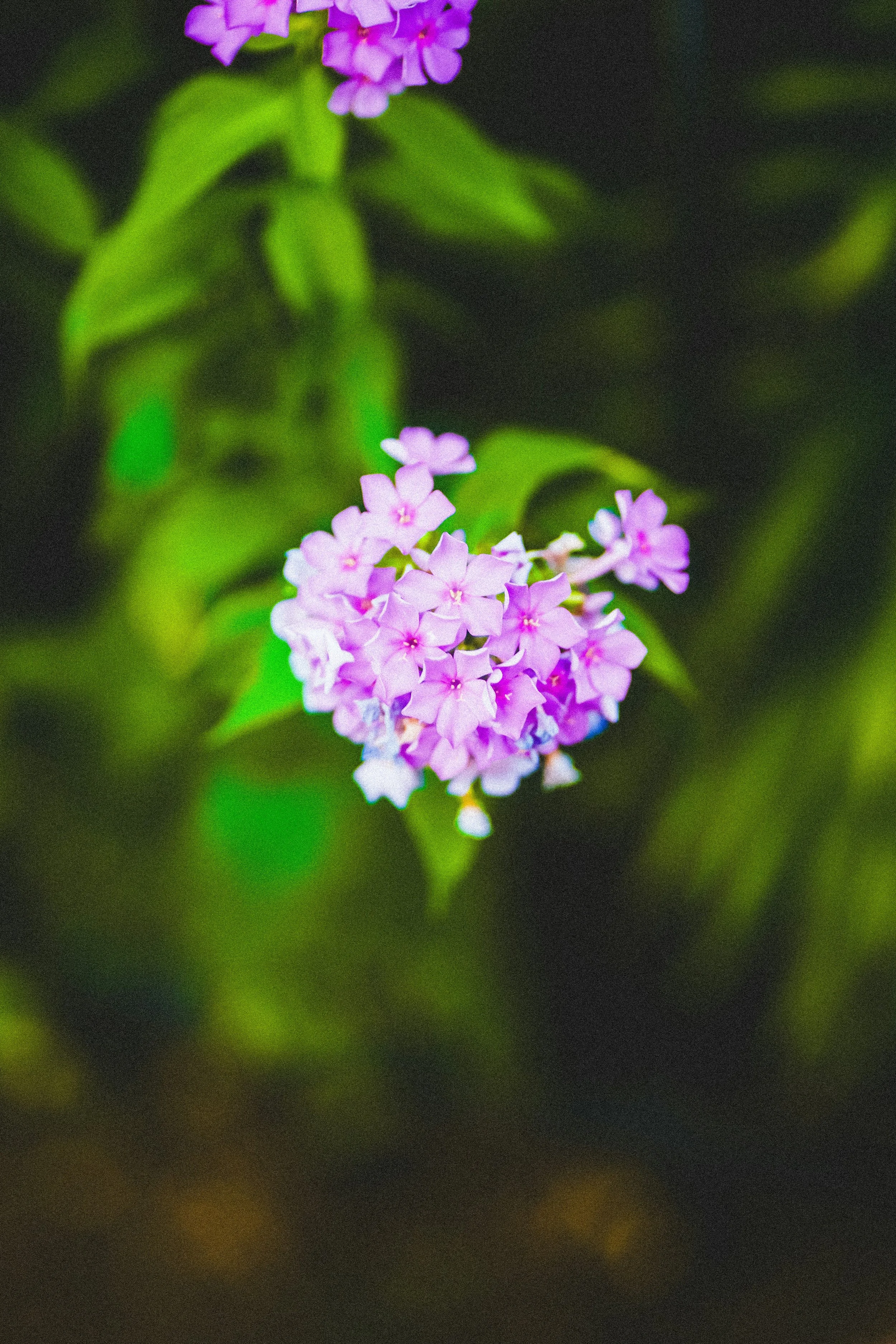 jadon-johnson-NwM9onQ6hw4-unsplash.jpg