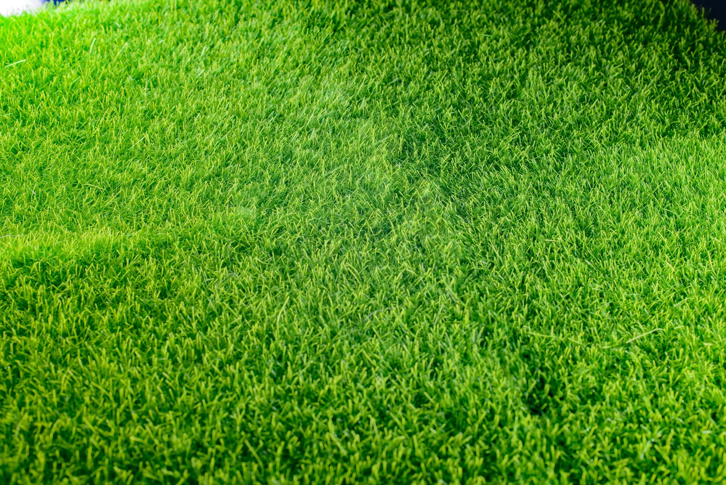 Lawn care and professional weed removal near Arvada. Pet-friendly weed removal and weed removal near Westminster. Lawn care and professional weed removal near Erie. Get rid of dandelions permanently.
