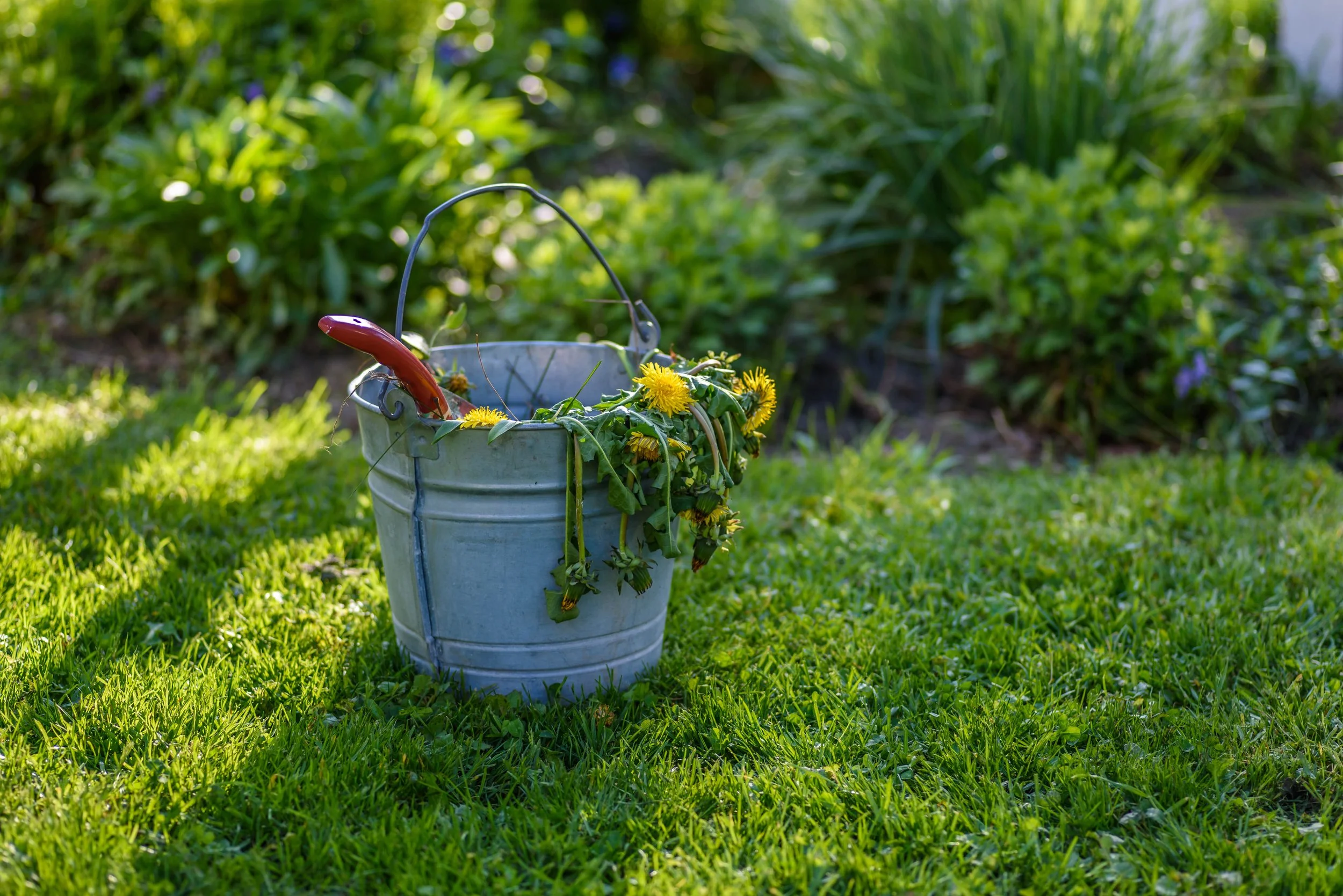 Weed Control in Colorado: What Actually Works Long-Term