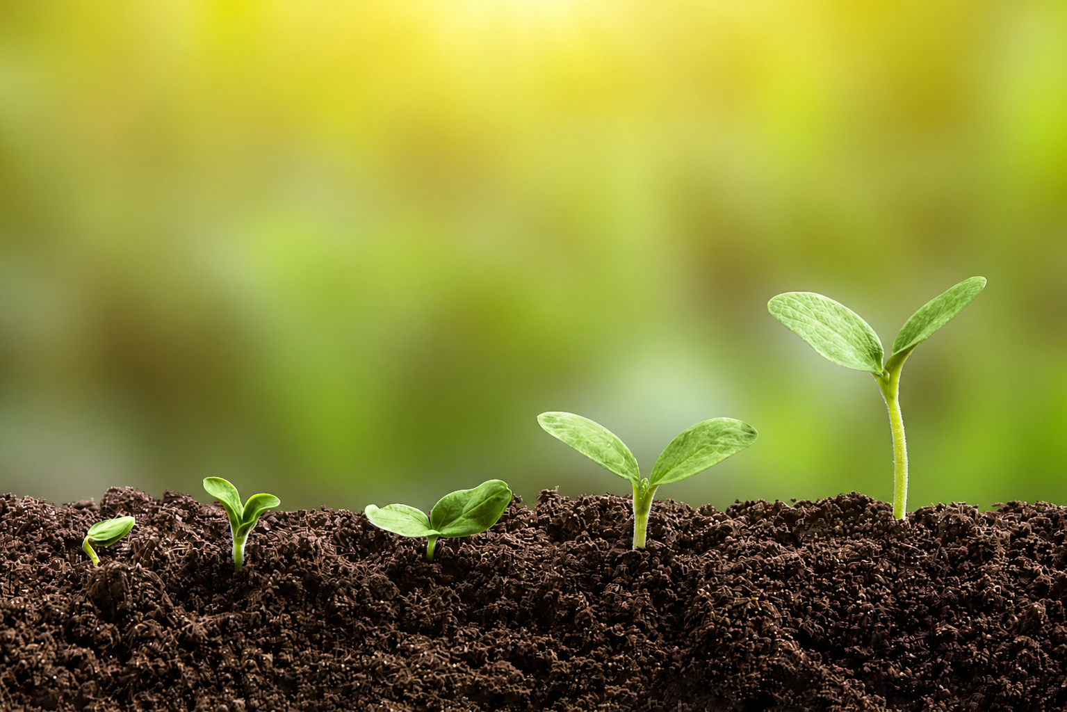 Sequence of young green plant sprouts at different growth stages emerging from dark soil, with a blurred green background.