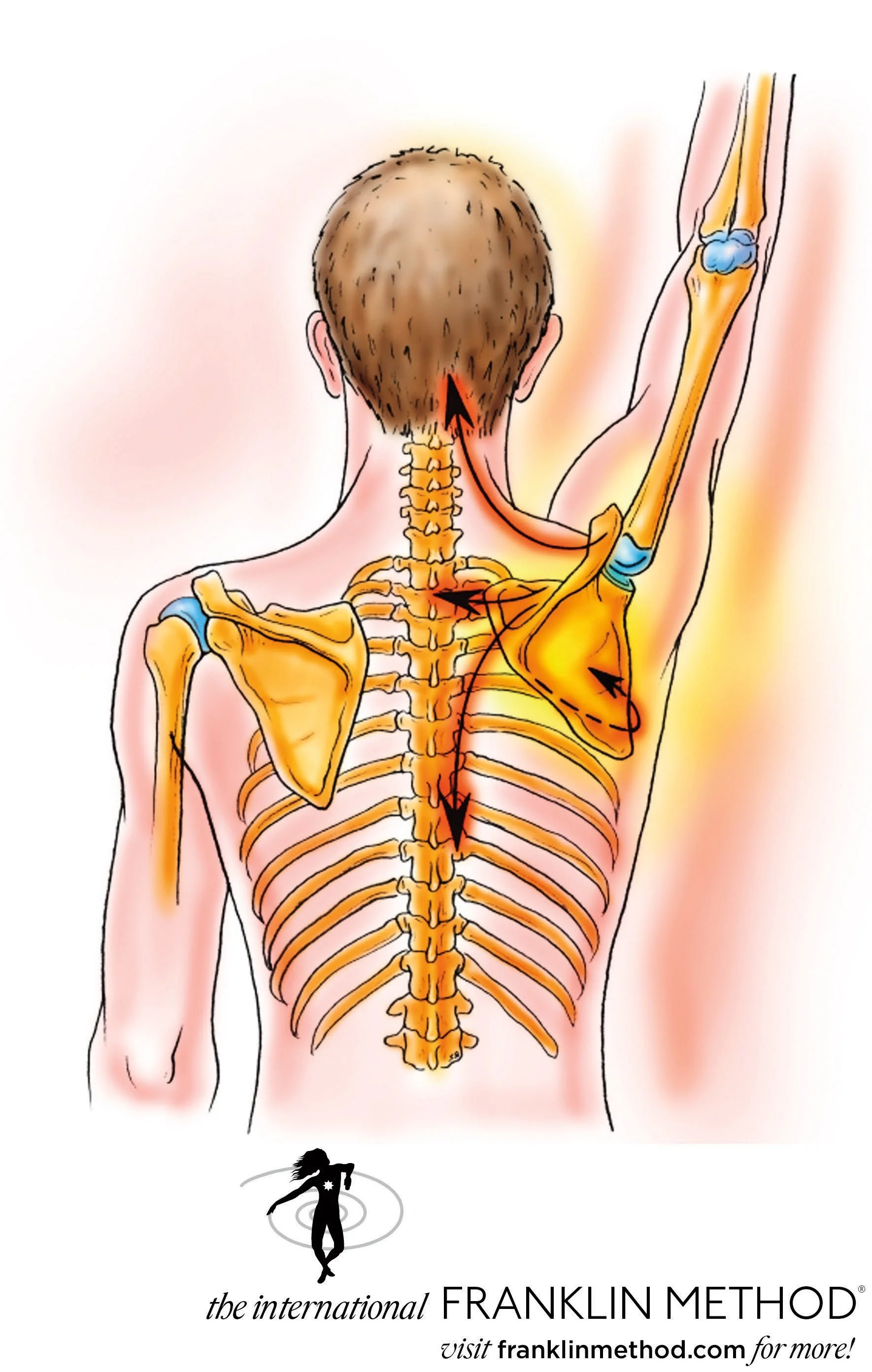 Franklin Method Functional Anatomy