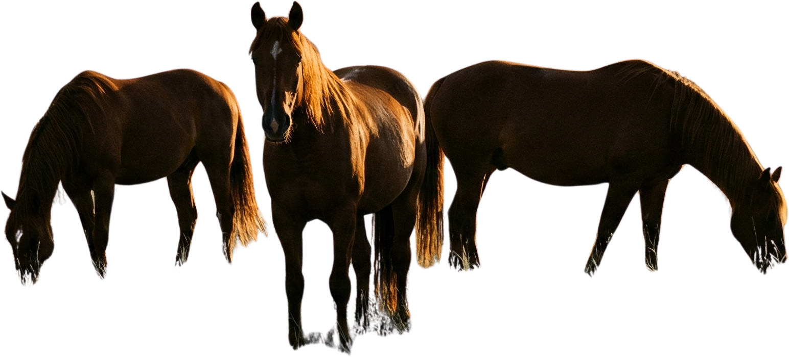Three brown horses grazing, with one horse facing forward and the other two grazing with their heads down.