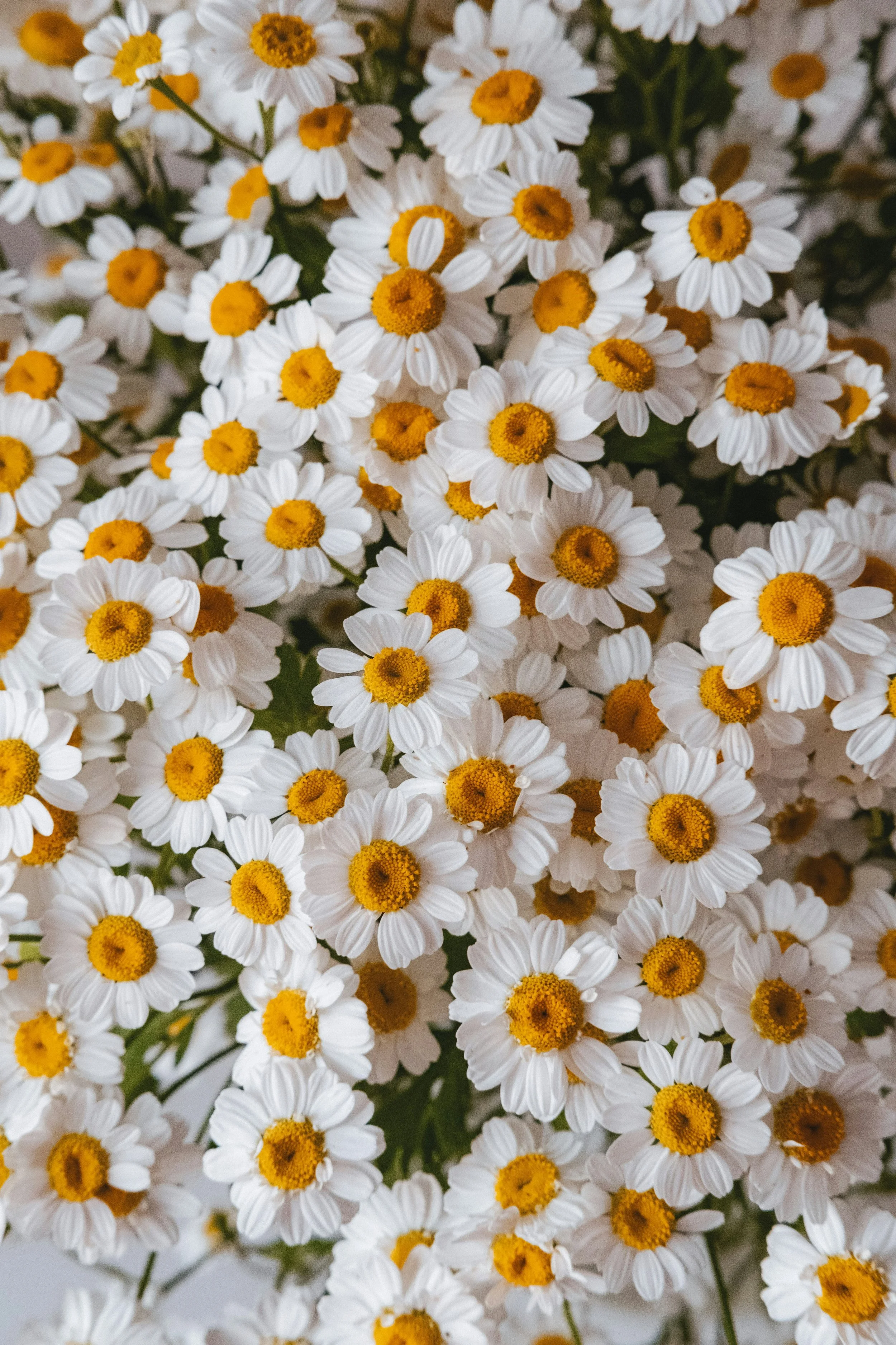 spring is in the air: simple rituals for a fresh start