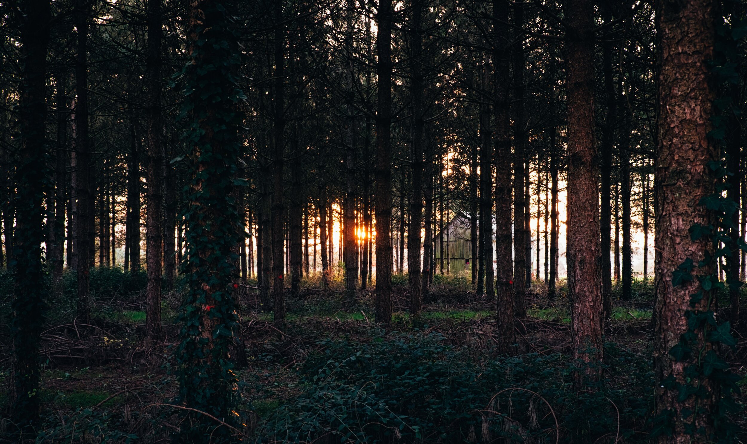 7 days of self care: day 4