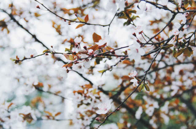 Let the Leaves Drop