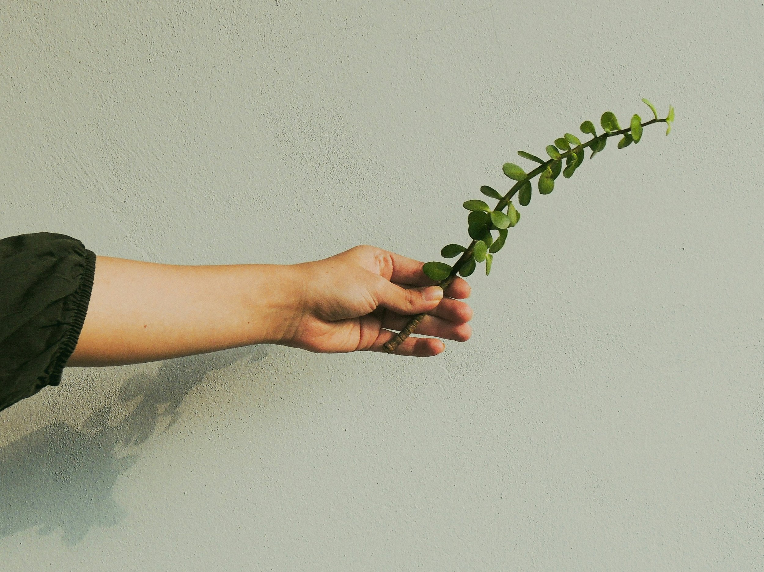Holistic women's health acupuncture clinic serving Illawarra and Leichhardt Sydney