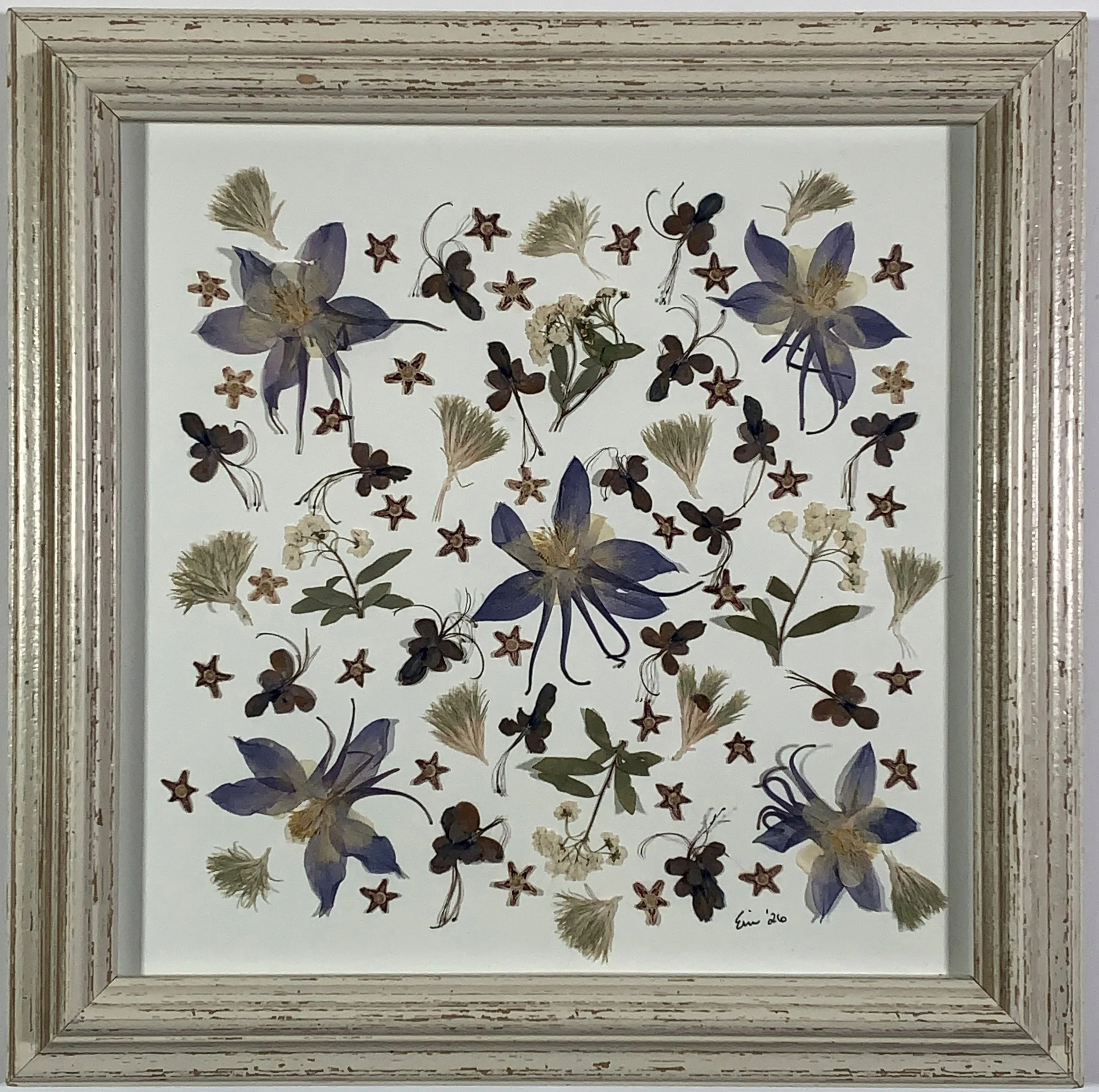 The Purple Columbine