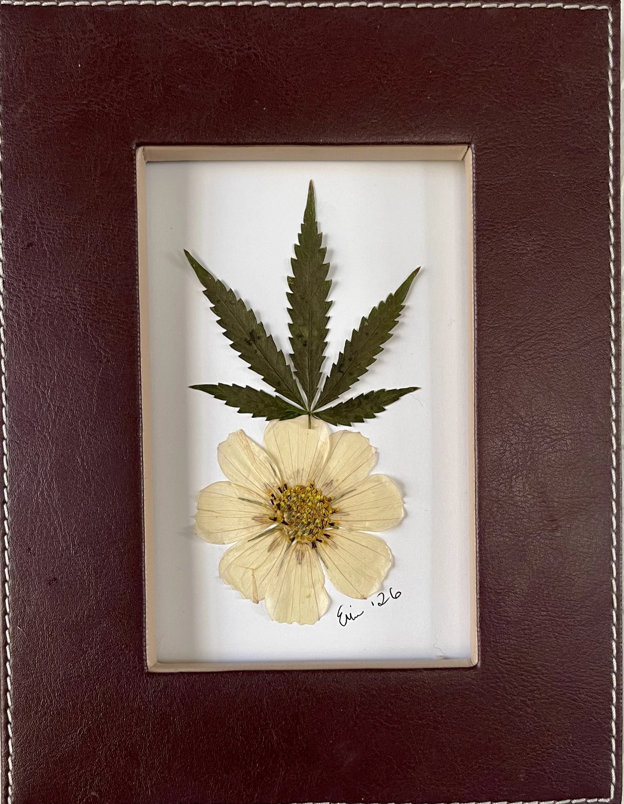 cannabis with yellow flower.jpeg