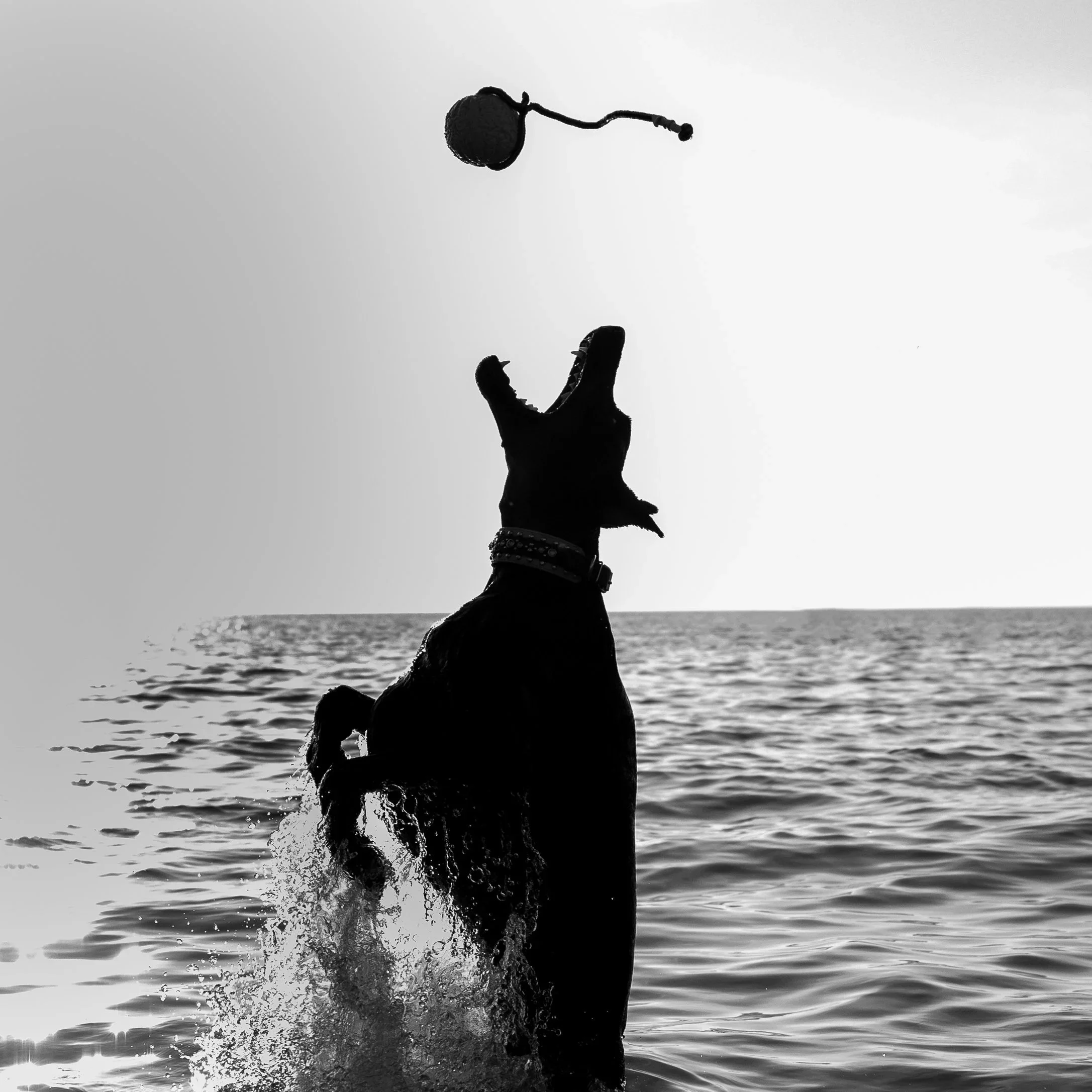 A dog jumping out of the water to catch a ball in its mouth at the beach during sunset.