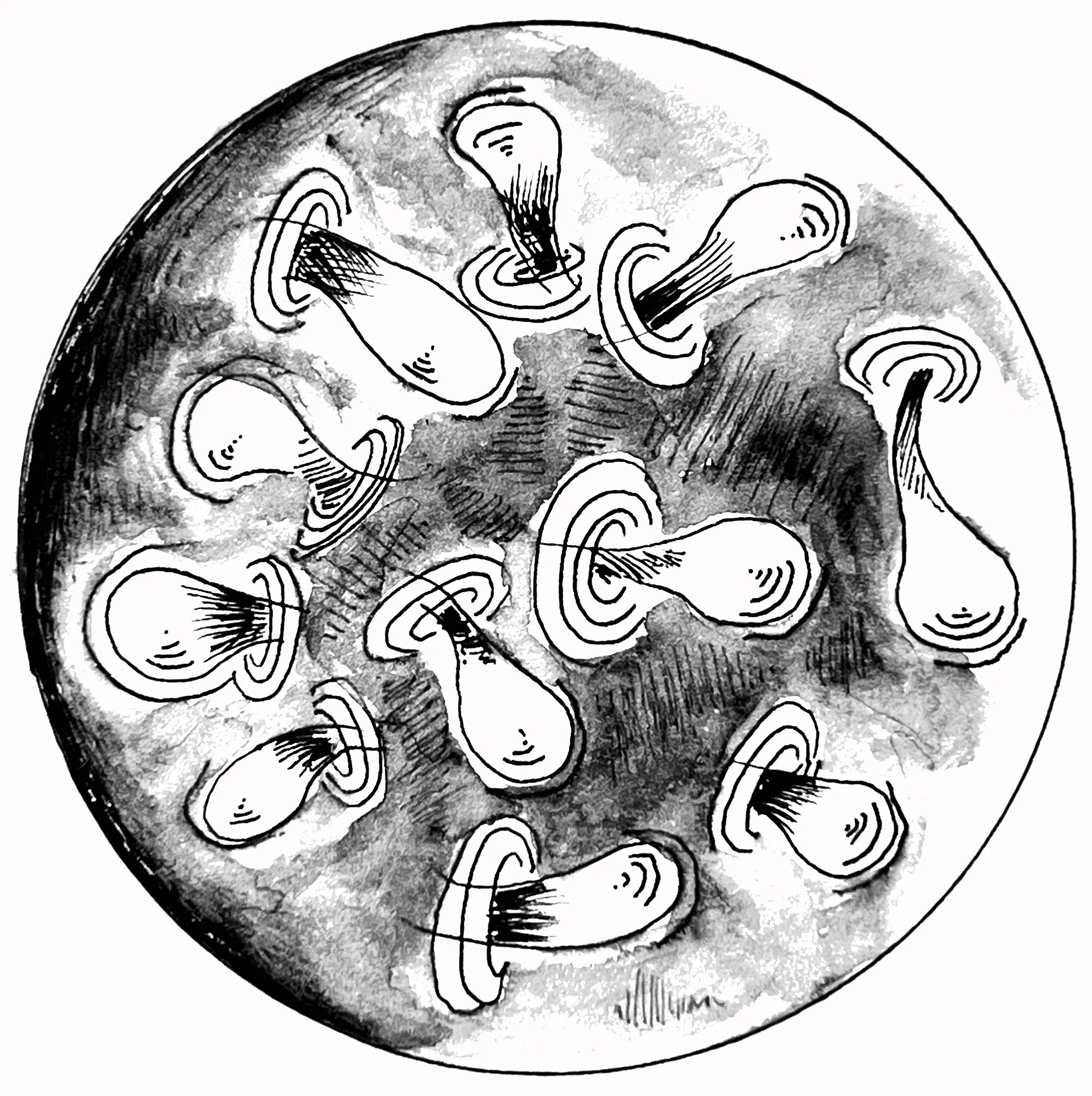 Black and white illustration of a microscope slide showing a cross-section of a plant stem with circular vascular bundles.