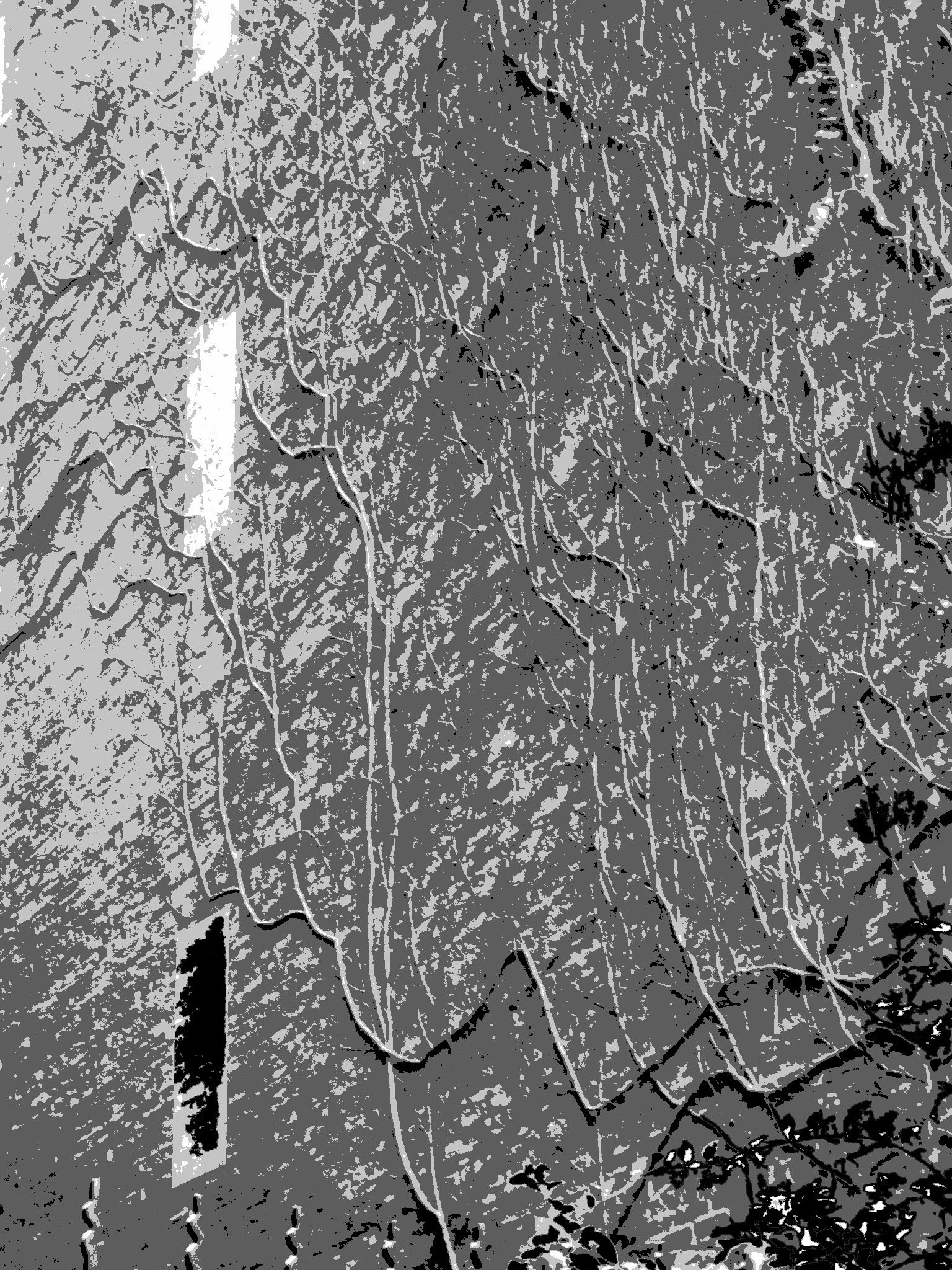 A black and white, stylized image of tree branches and leaves, with some geometric shapes overlapping, including a solid black rectangle and a large white area on the left.