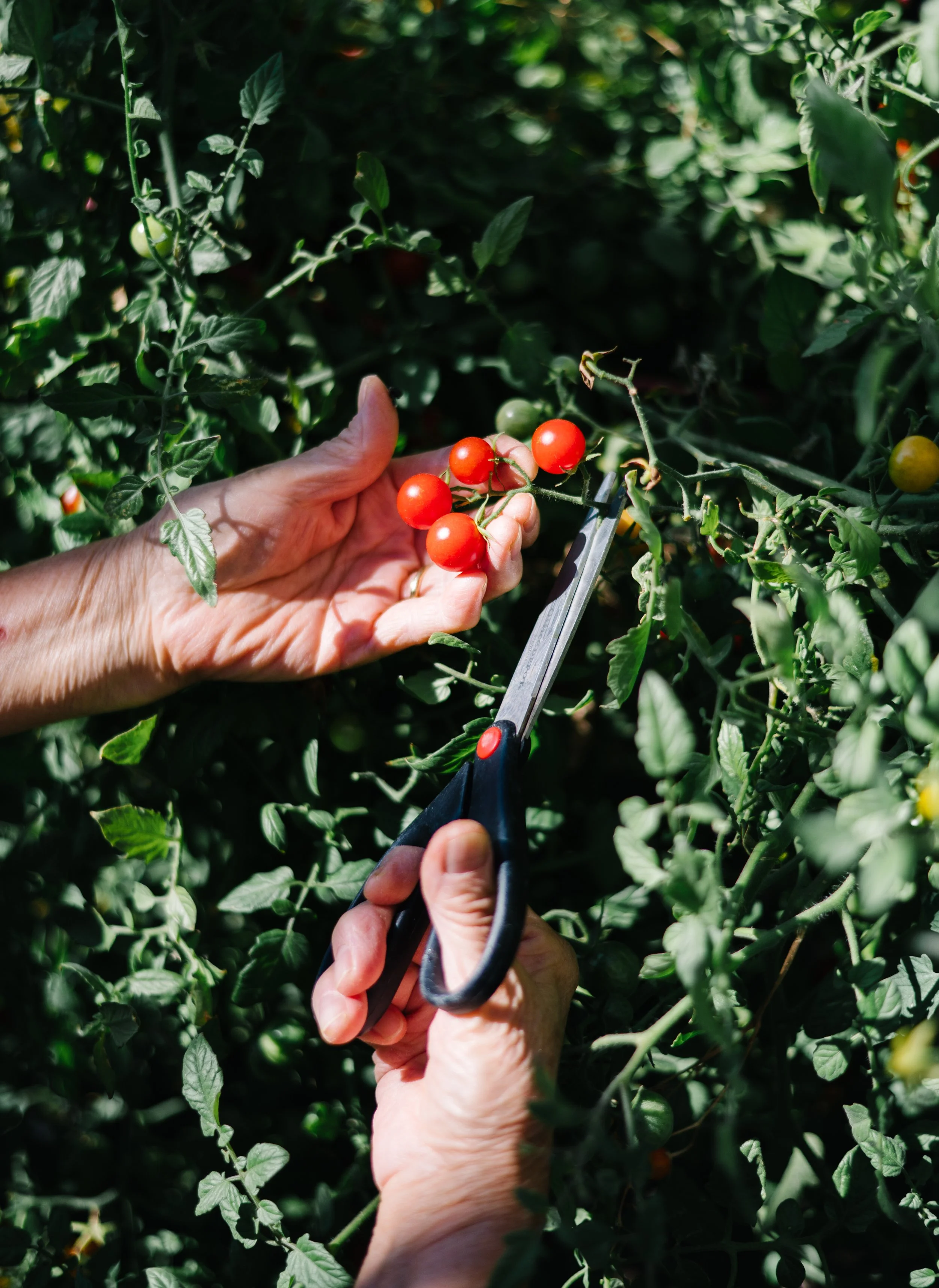 baachan garden-1-2.JPG