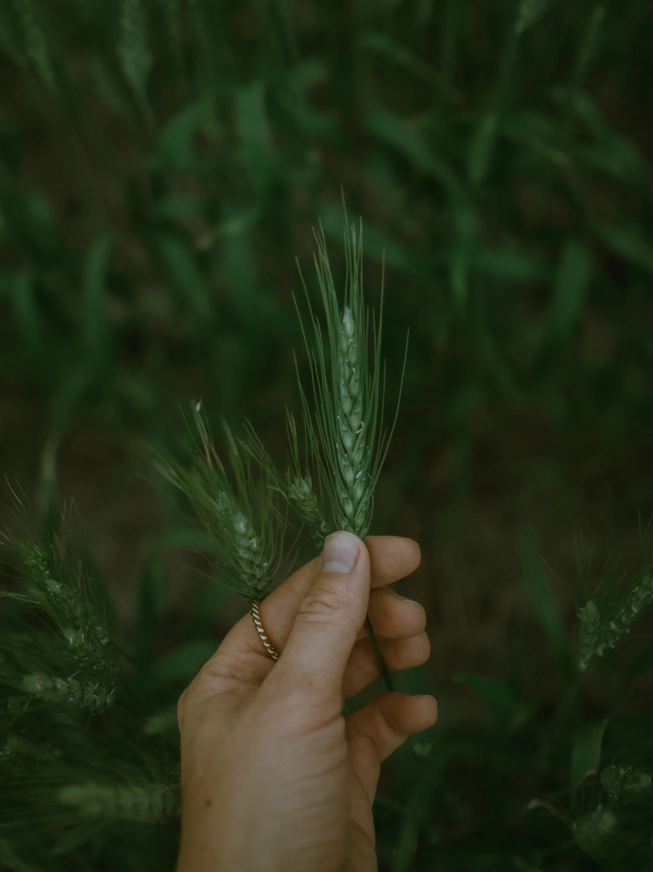 Person holding two green wheat stalks in a field of wheat.