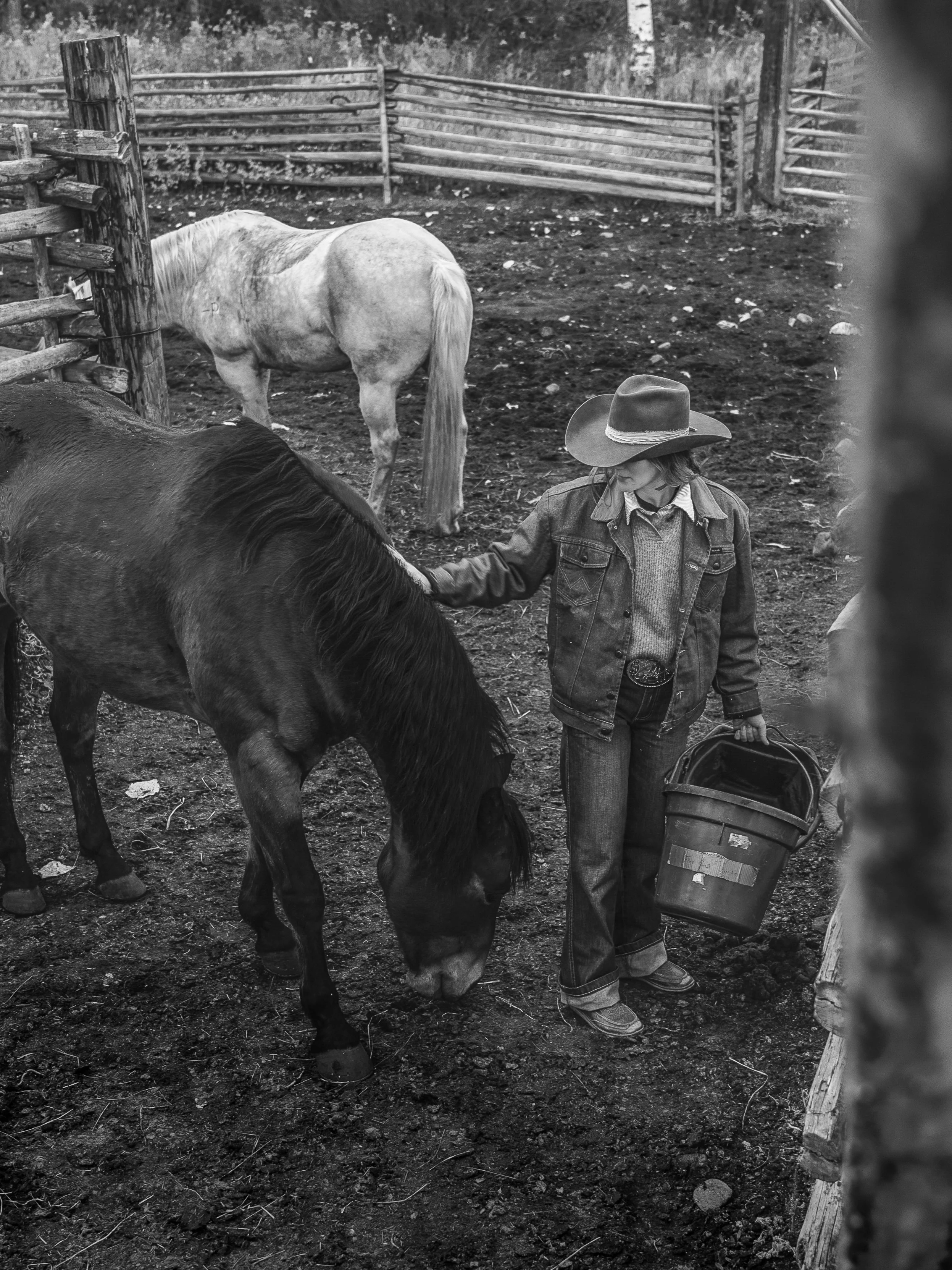 A person wearing a cowboy hat, denim jacket, and jeans is feeding a dark horse in a fenced outdoor area, with a light-colored horse in the background.