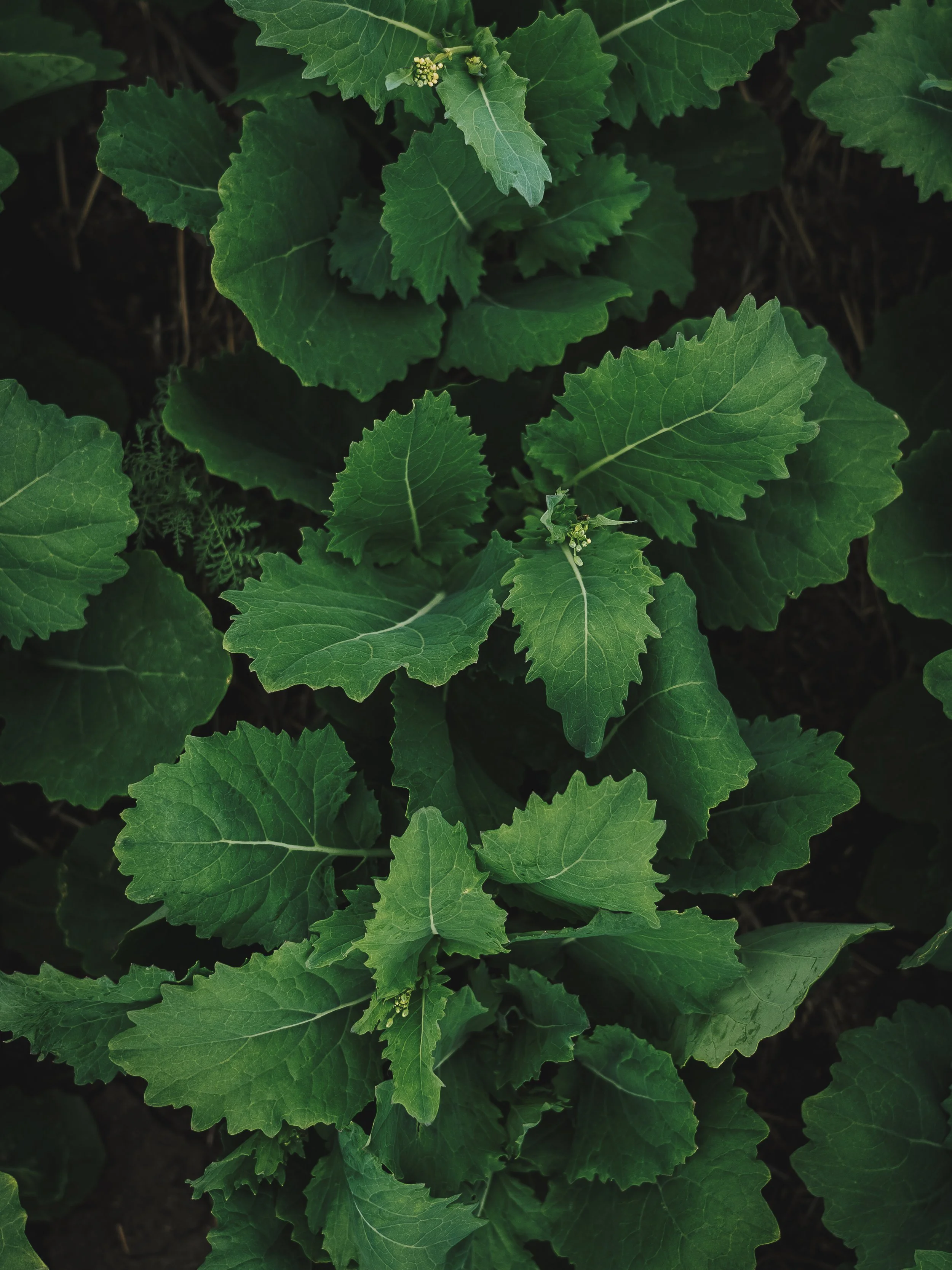 Close-up of green leafy plant with textured leaves and small budding flowers.
