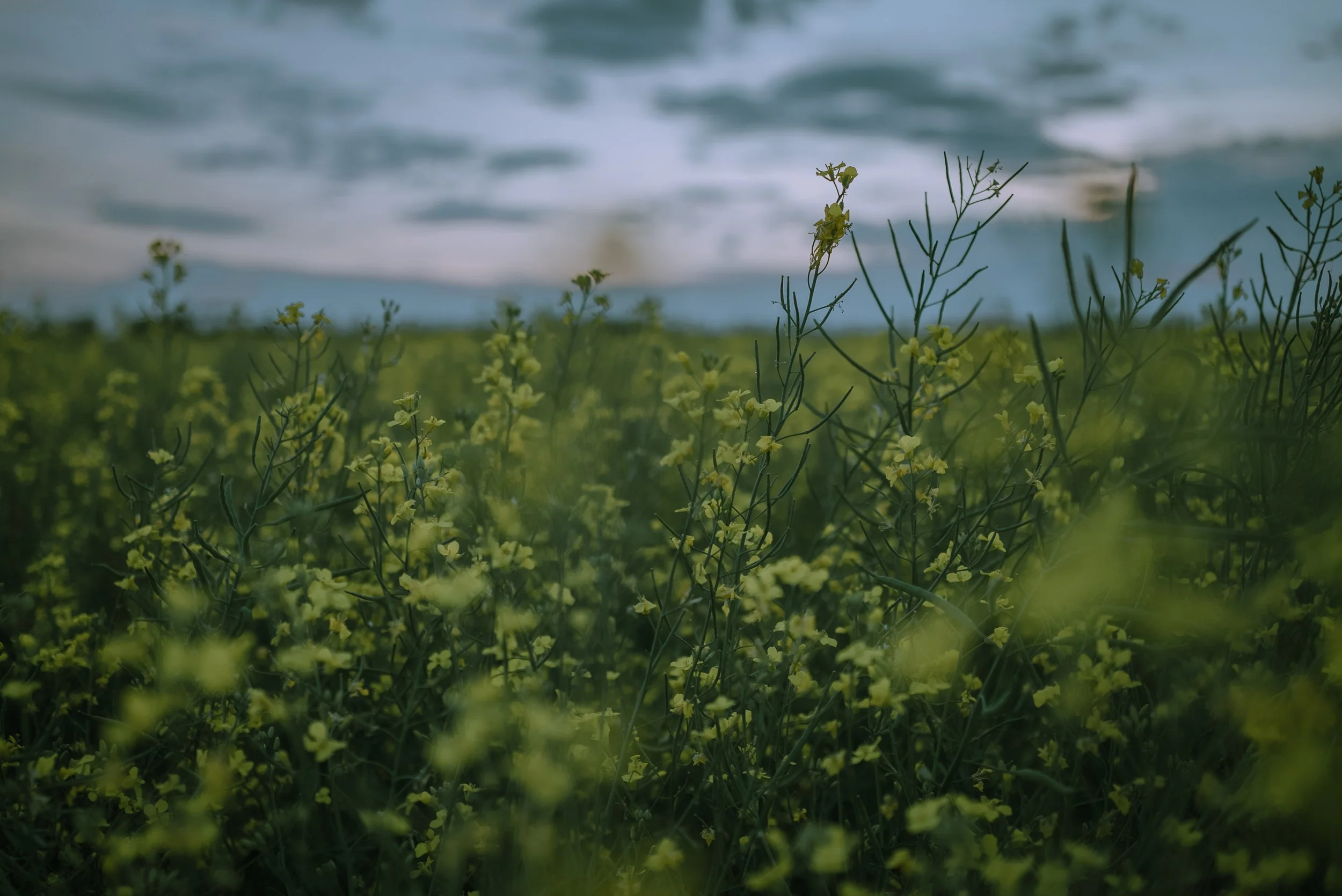 Close-up of yellow wildflowers growing on a field with a cloudy sky in the background.