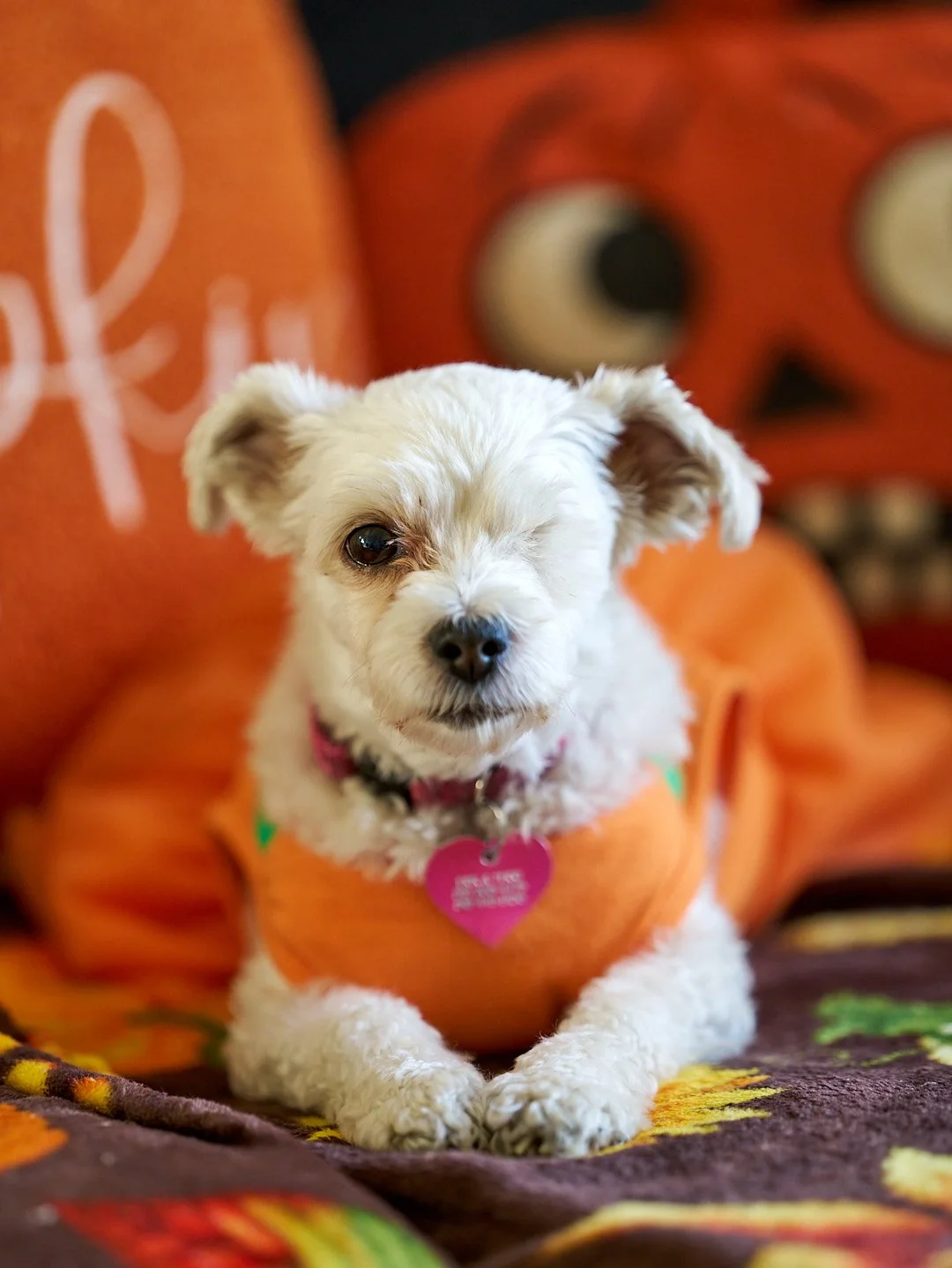 A small dog with white, curly fur wearing an orange pumpkin costume. The dog is sitting on a blanket with colorful autumn leaves. The background features large, plush pumpkins with face designs, decorated for fall.