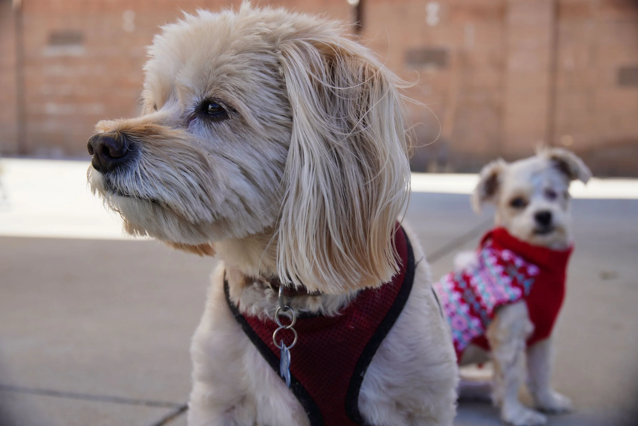 Two small dogs wearing red sweaters sitting on a concrete surface in an outdoor setting, with a brick wall in the background.