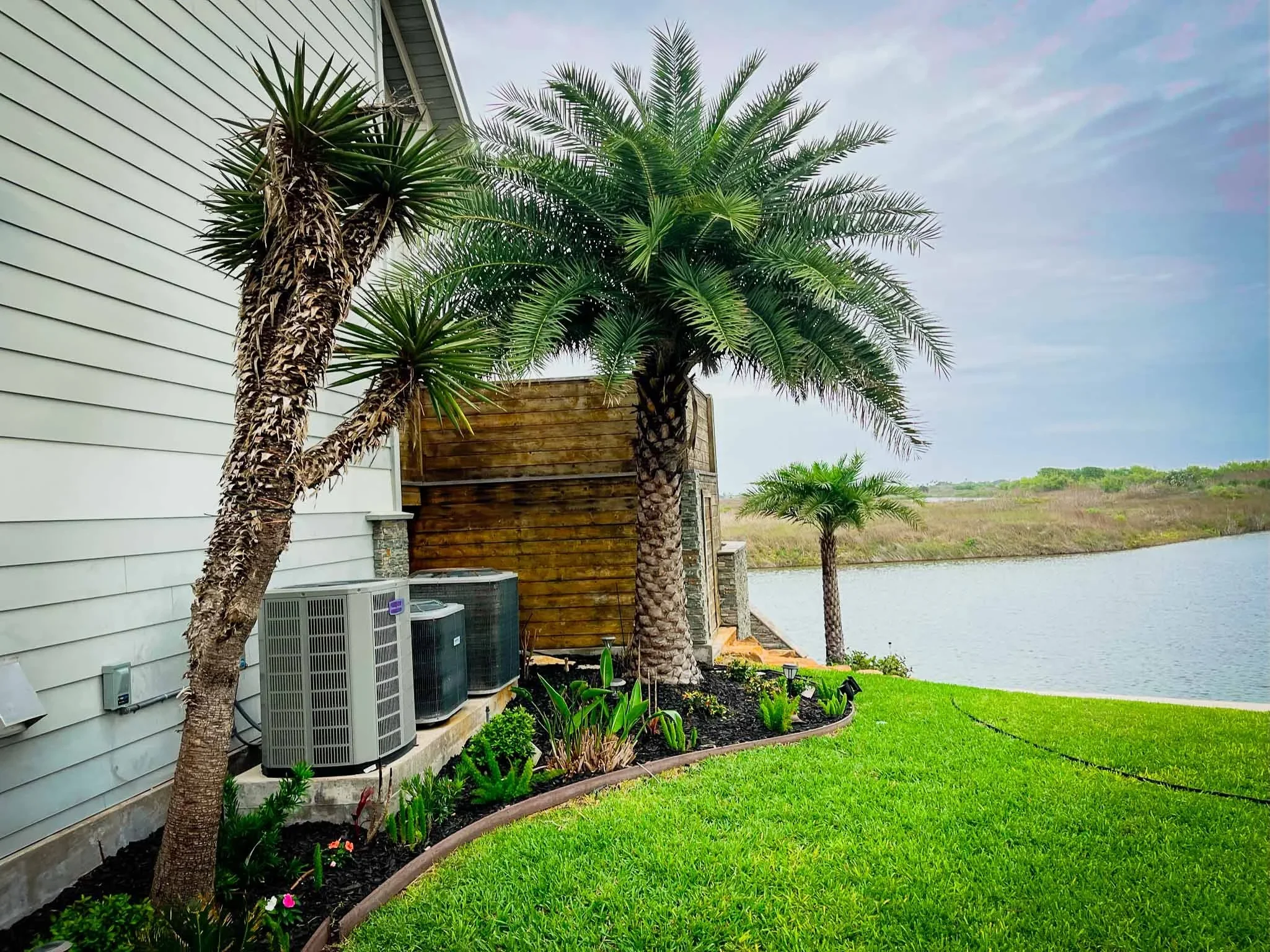 Corpus-Christi-Port-Aransas-Laguna-Landscapes-29cold-hardy-palm-trees.webp
