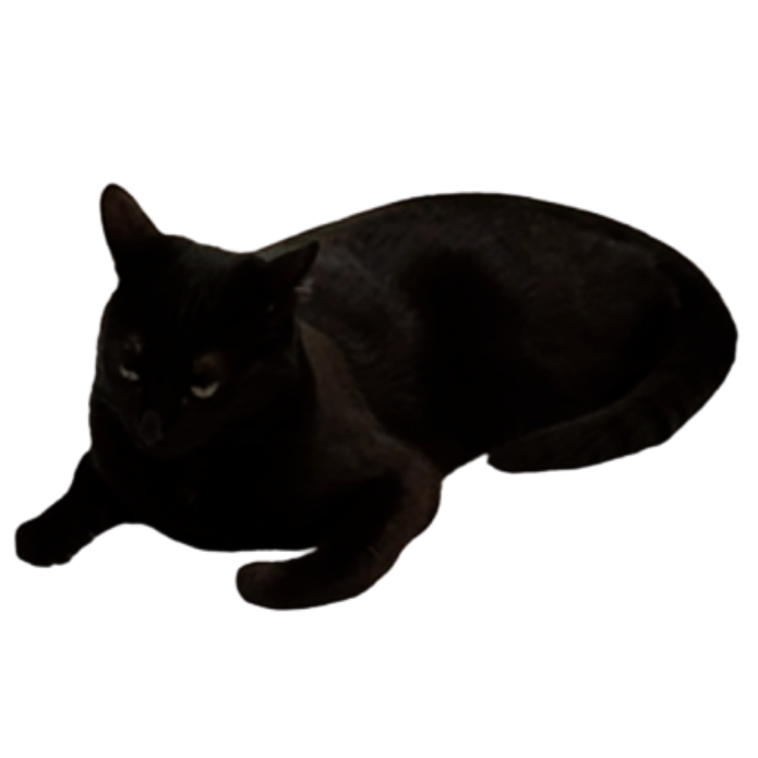 A black cat lying down on a black background.