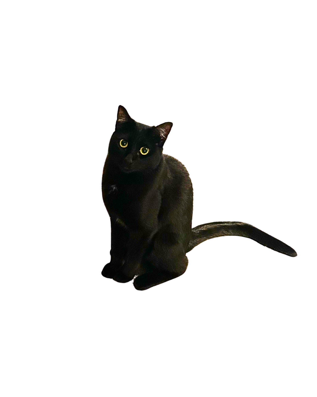 A black cat with bright yellow eyes sitting against a plain black background.