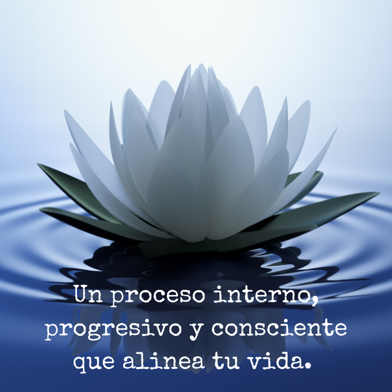 Una flor de loto blanca flotando en agua.