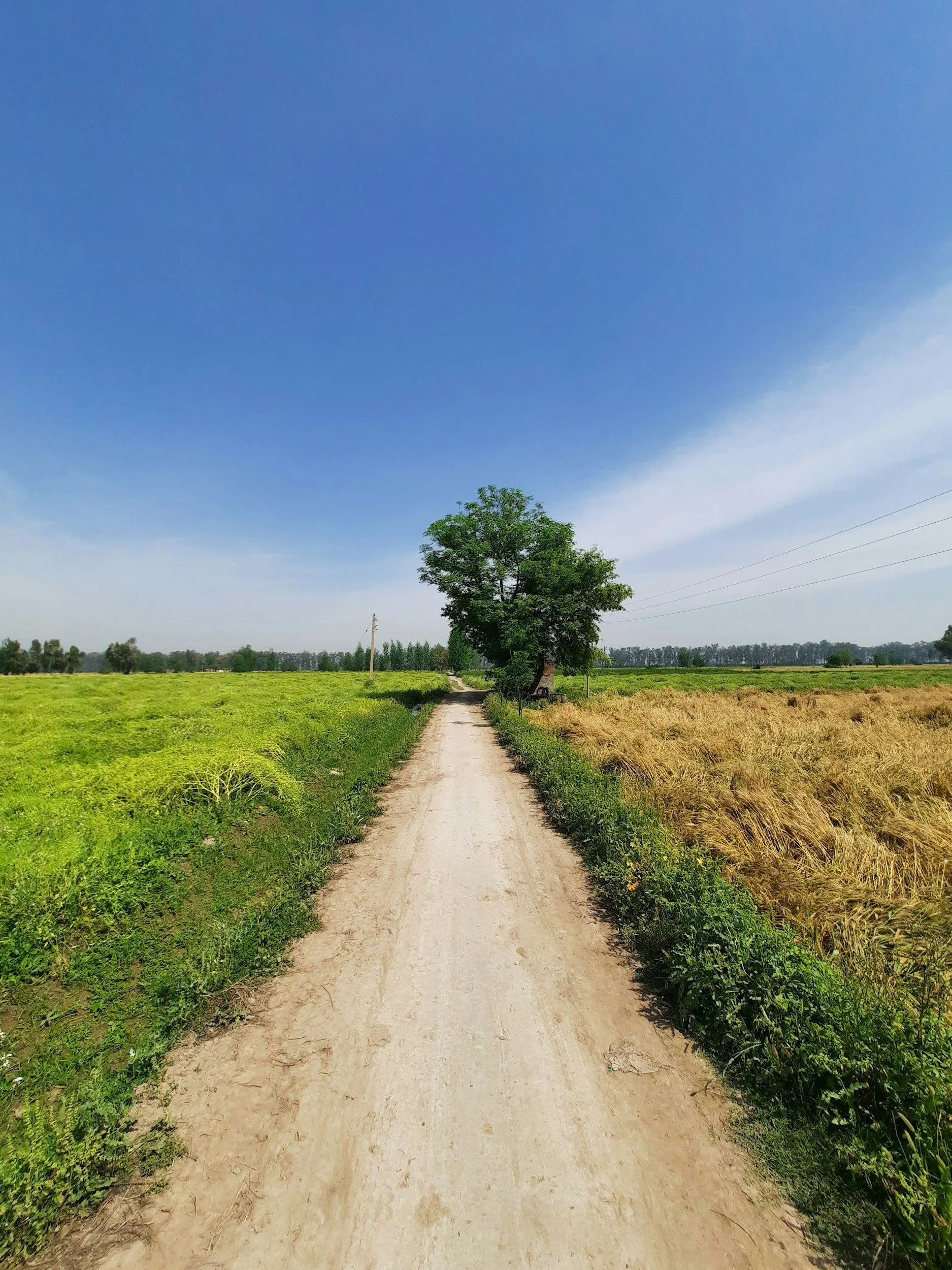A dirt road running between green and yellow fields with a tree in the middle, under a clear blue sky.