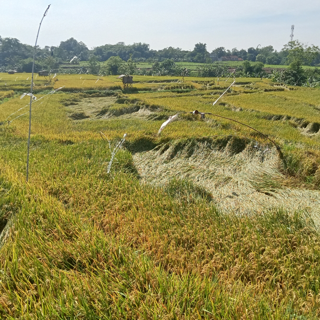 How to Verify Land Ownership in Punjab: A Practical Legal Guide