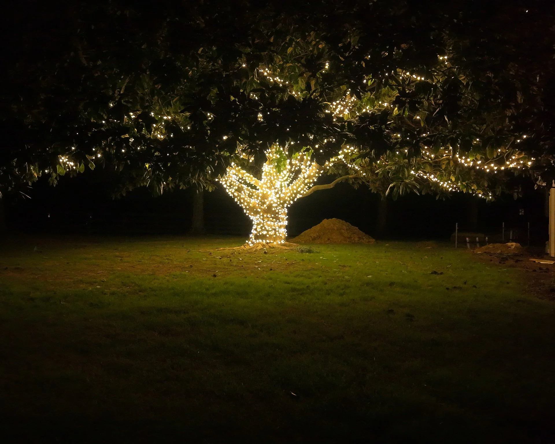A large tree decorated with white string lights at night, with some construction dirt mounds around its base and a grassy lawn.