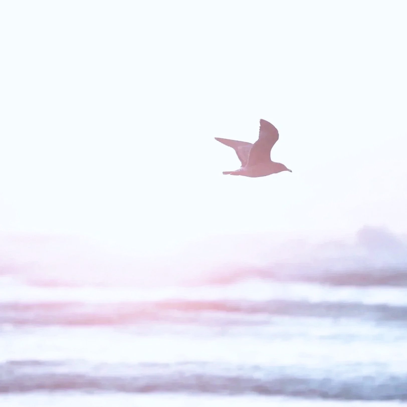Bird flying over the water