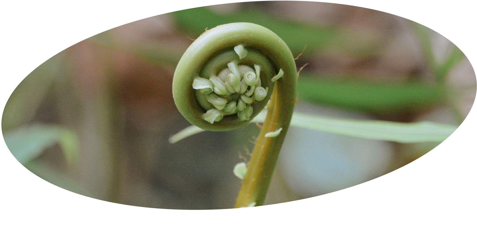 Close-up of a green fern frond starting to unfurl, with small white curled fronds inside the spiral.