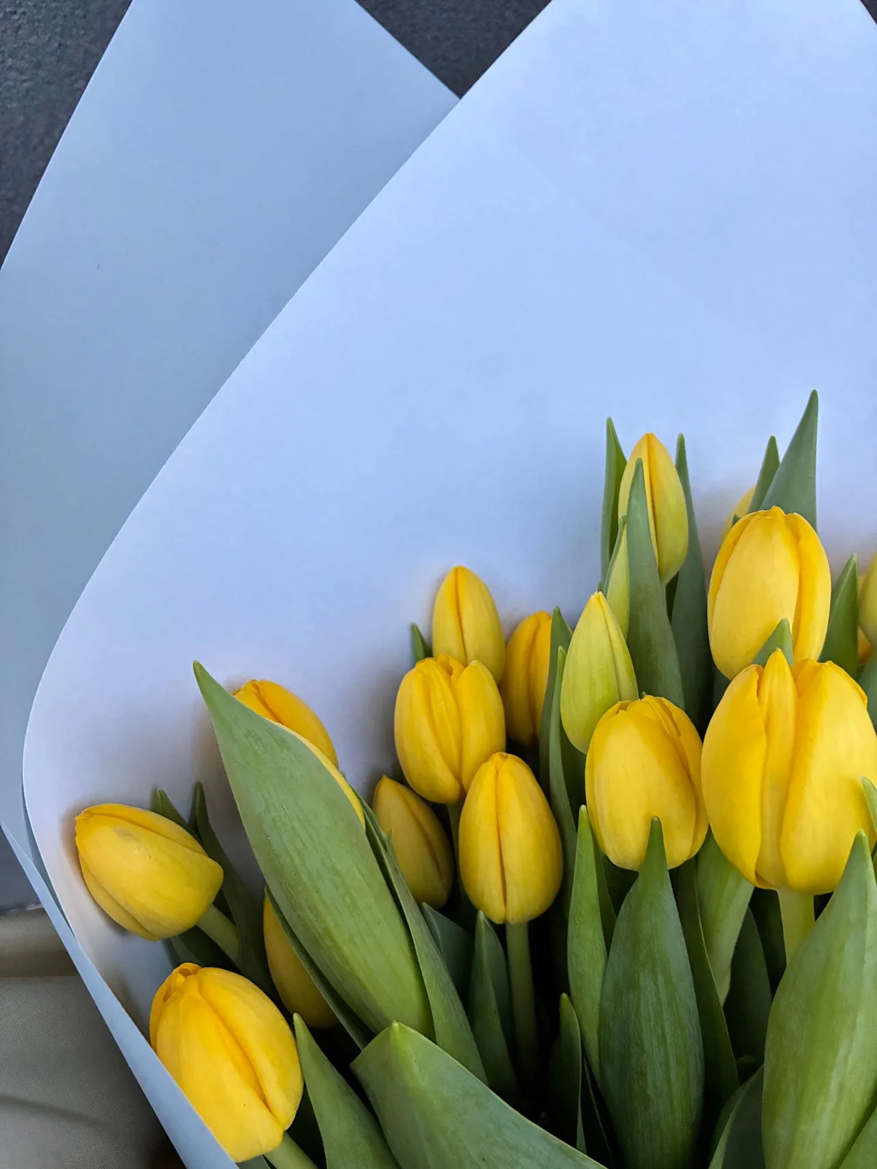 THRU_Tulips-bouquet_0562.JPG
