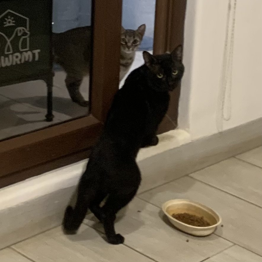 A black cat looking through a glass door at a tabby cat inside the house, with a bowl of dry cat food on the floor nearby.