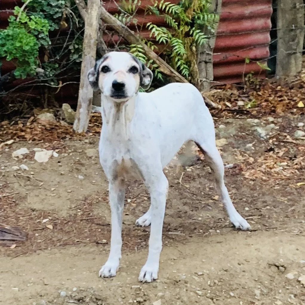 A white dog with black markings on its face standing outdoors on dirt, with trees and a red corrugated metal structure in the background.