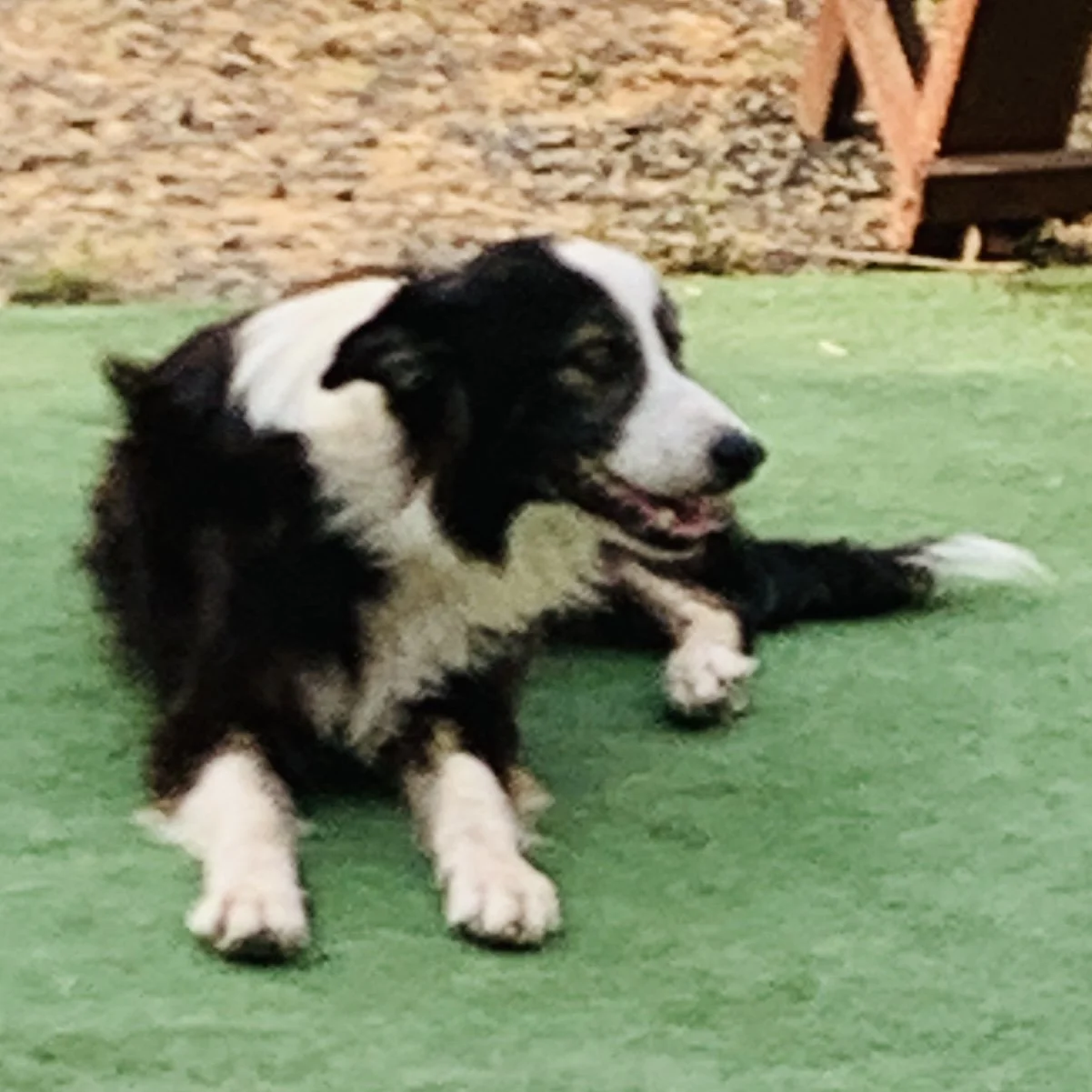 A black and white dog lying on green turf in a backyard.