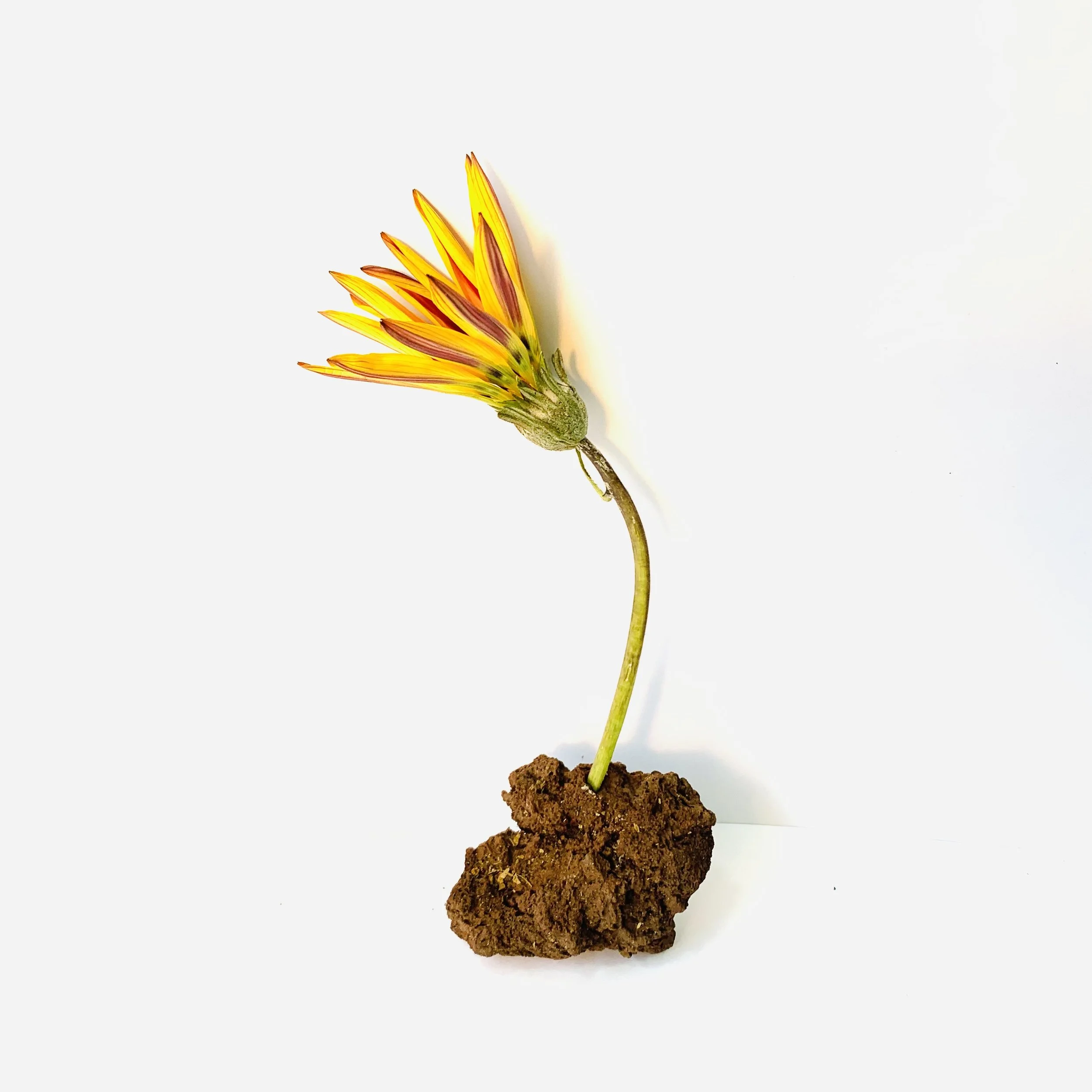 Kavanayén. Florero / vase. 2026

Tree branch and volcanic rock 9 × 12 in 23 × 30 cm