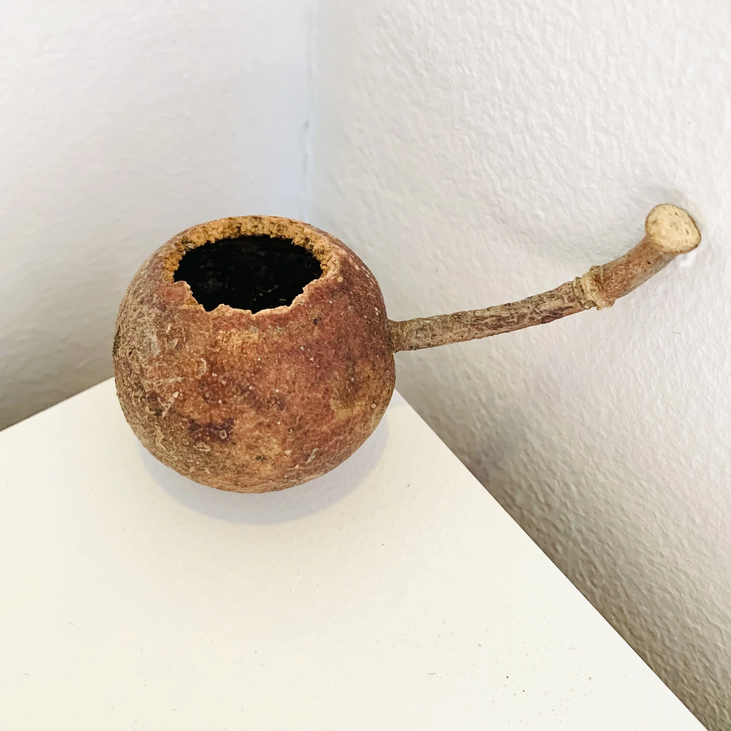 Kavanayén. Pipa de la paz. 2025

Plant seed 3 × 3 in 7.6 × 7.6 cm