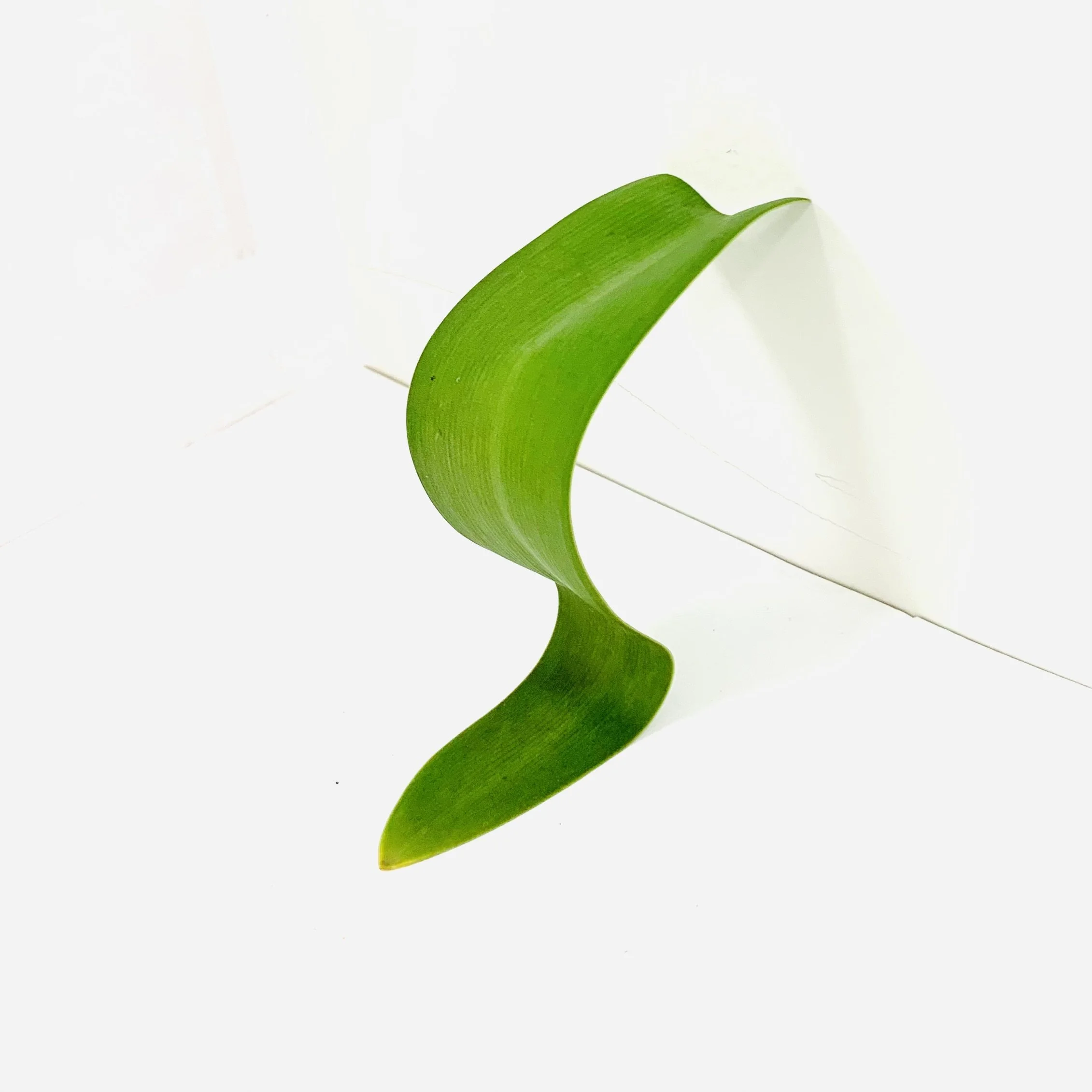 Kavanayén. Chair. 2026

leave 9 × 12 in 23 × 30 cm