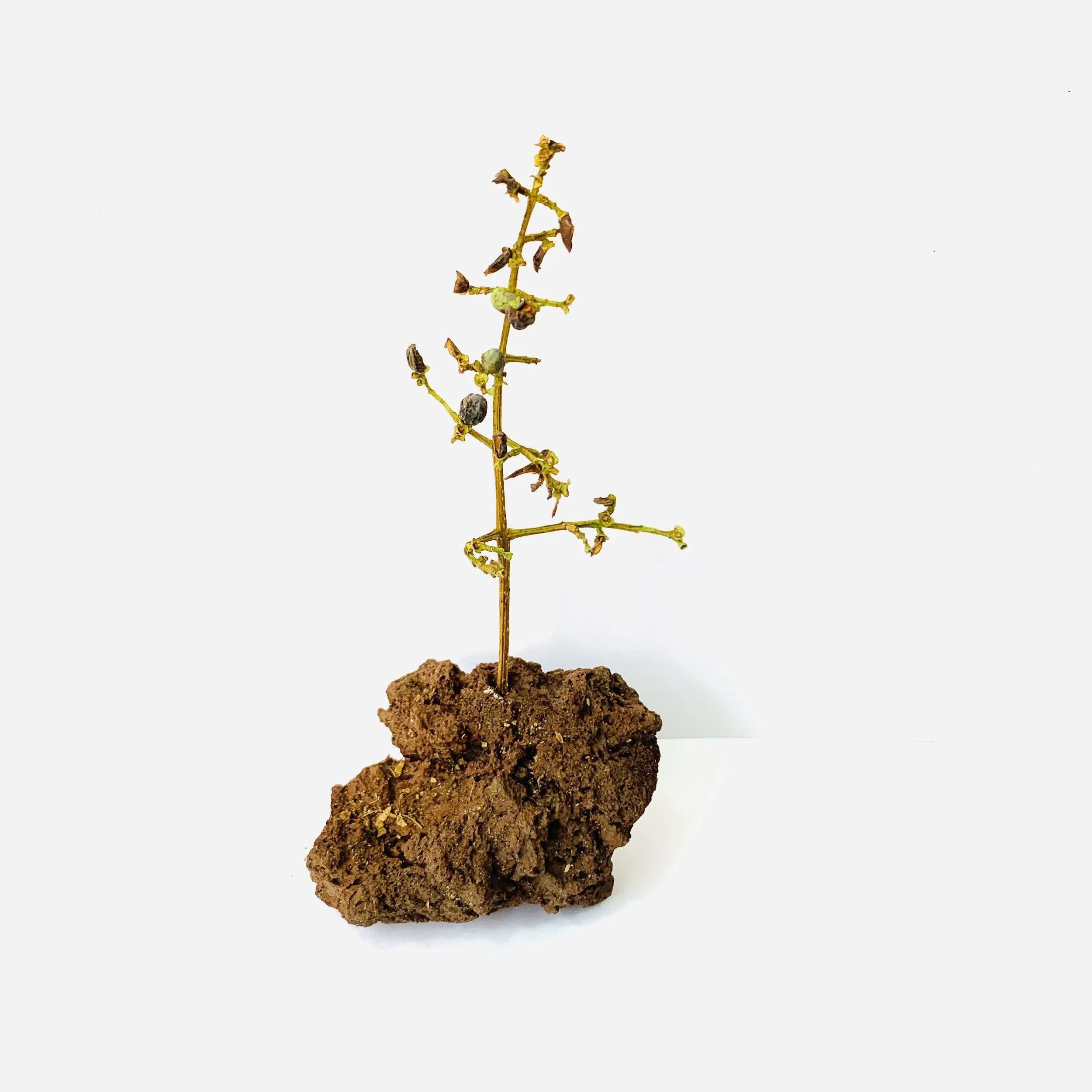 Kavanayén. Árbol / tree. 2026

Tree branch and volcanic rock 9 × 12 in 23 × 30 cm