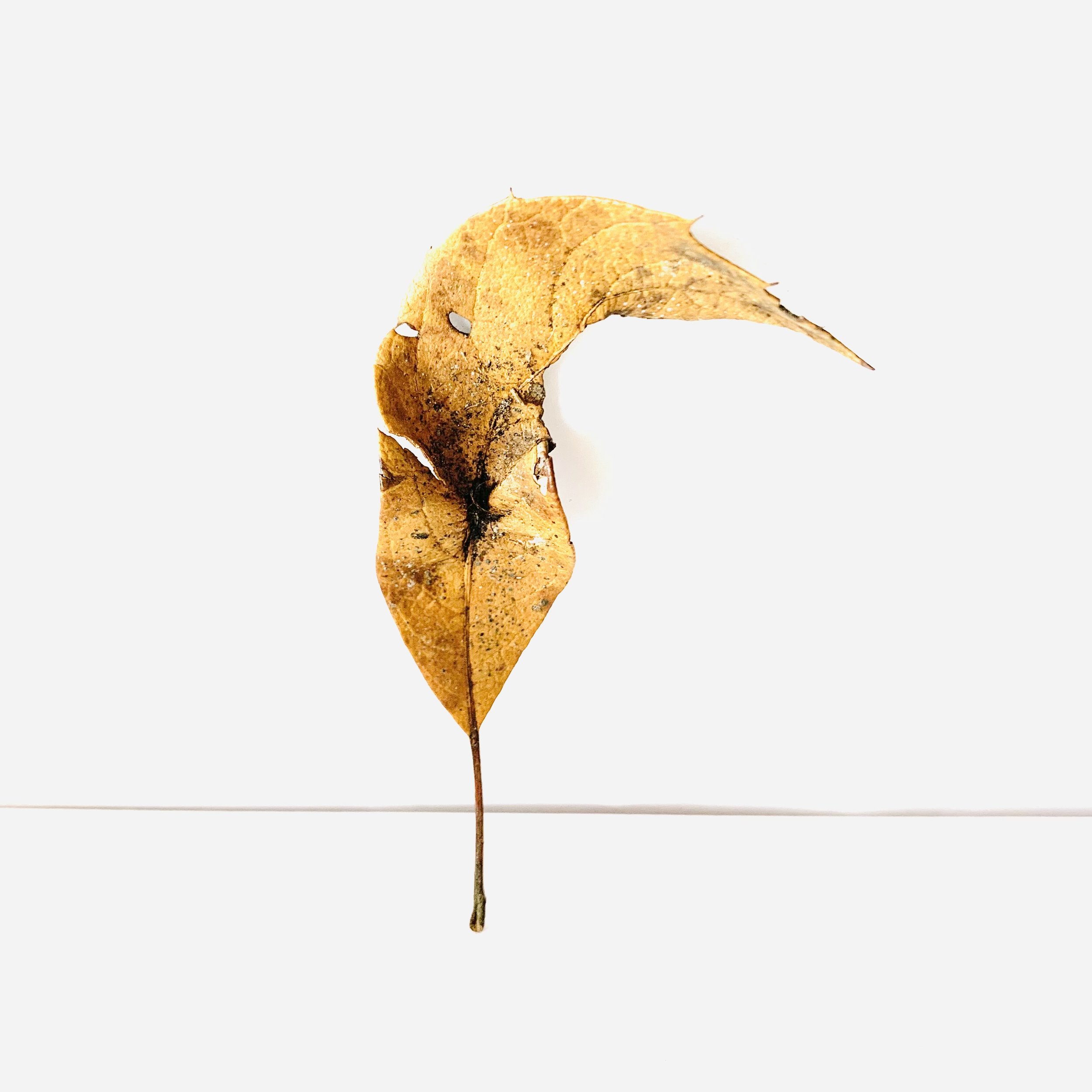 Kavanayén. Rostros / faces. 2026

leave 9 × 12 in 23 × 30 cm