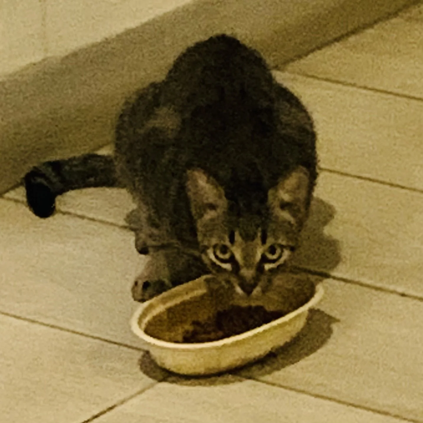 A tabby cat eating from a bowl on a tiled floor.