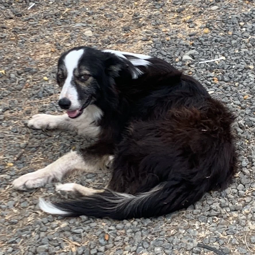 A black and white Border Collie dog lying on a gravel surface.