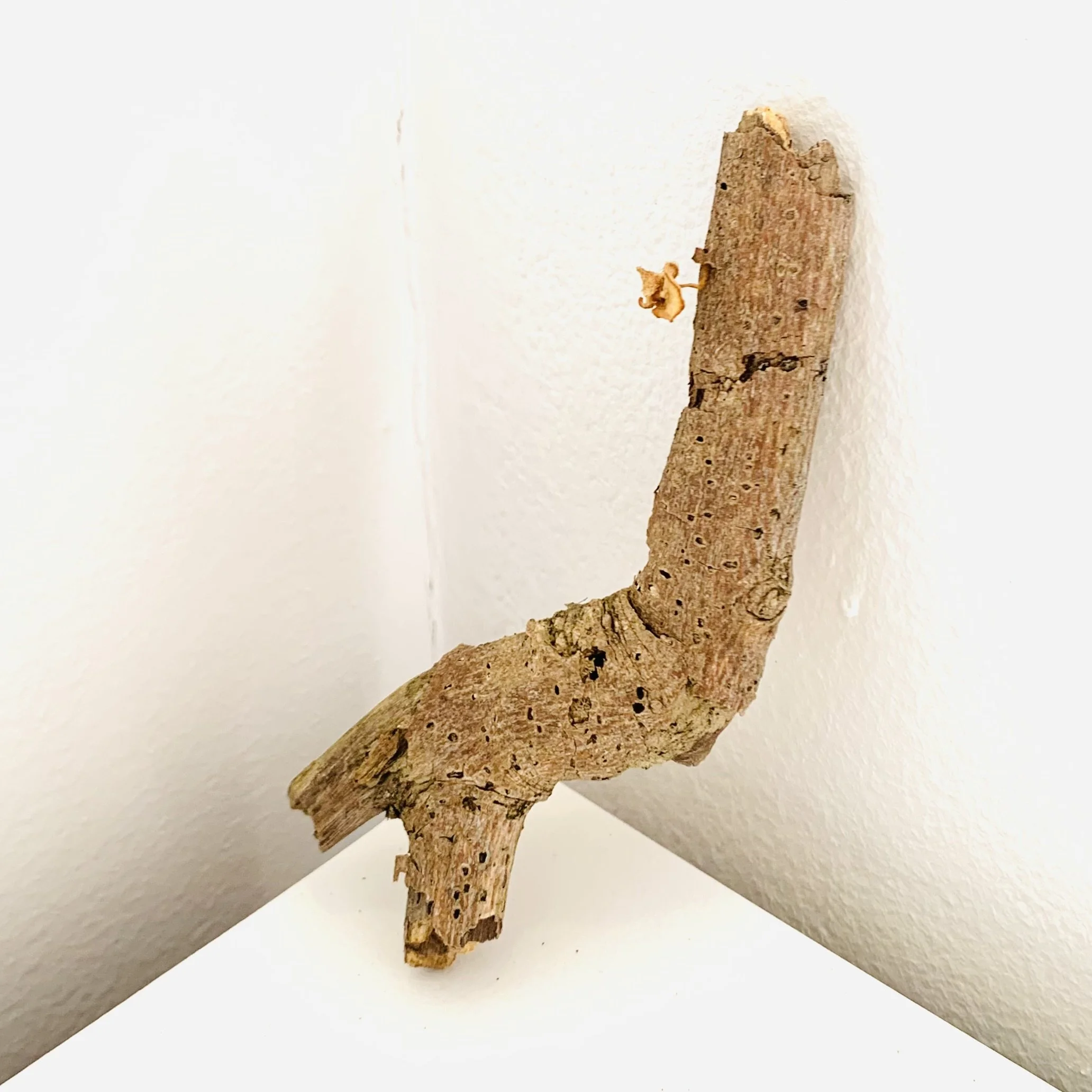 Kavanayén. Sitting down. 2025

Branch and flower 3 × 3 in 7.6 × 7.6 cm