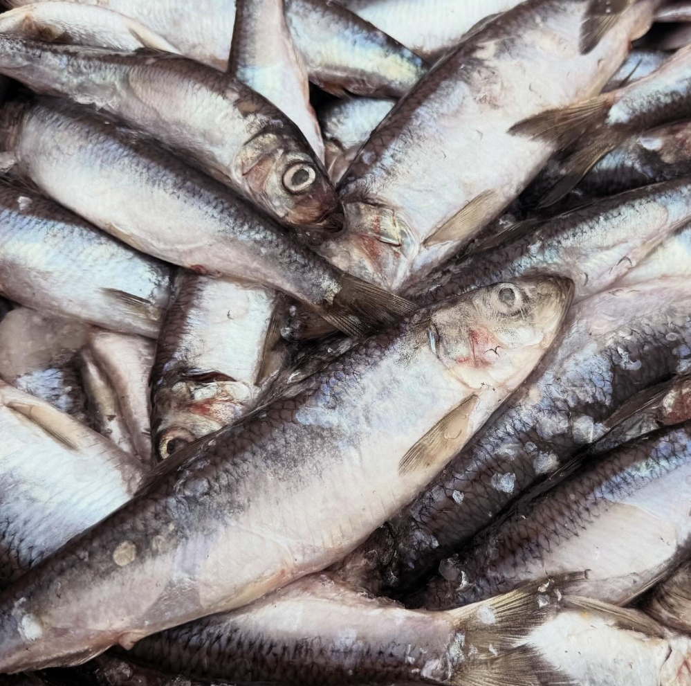 lummi5.png