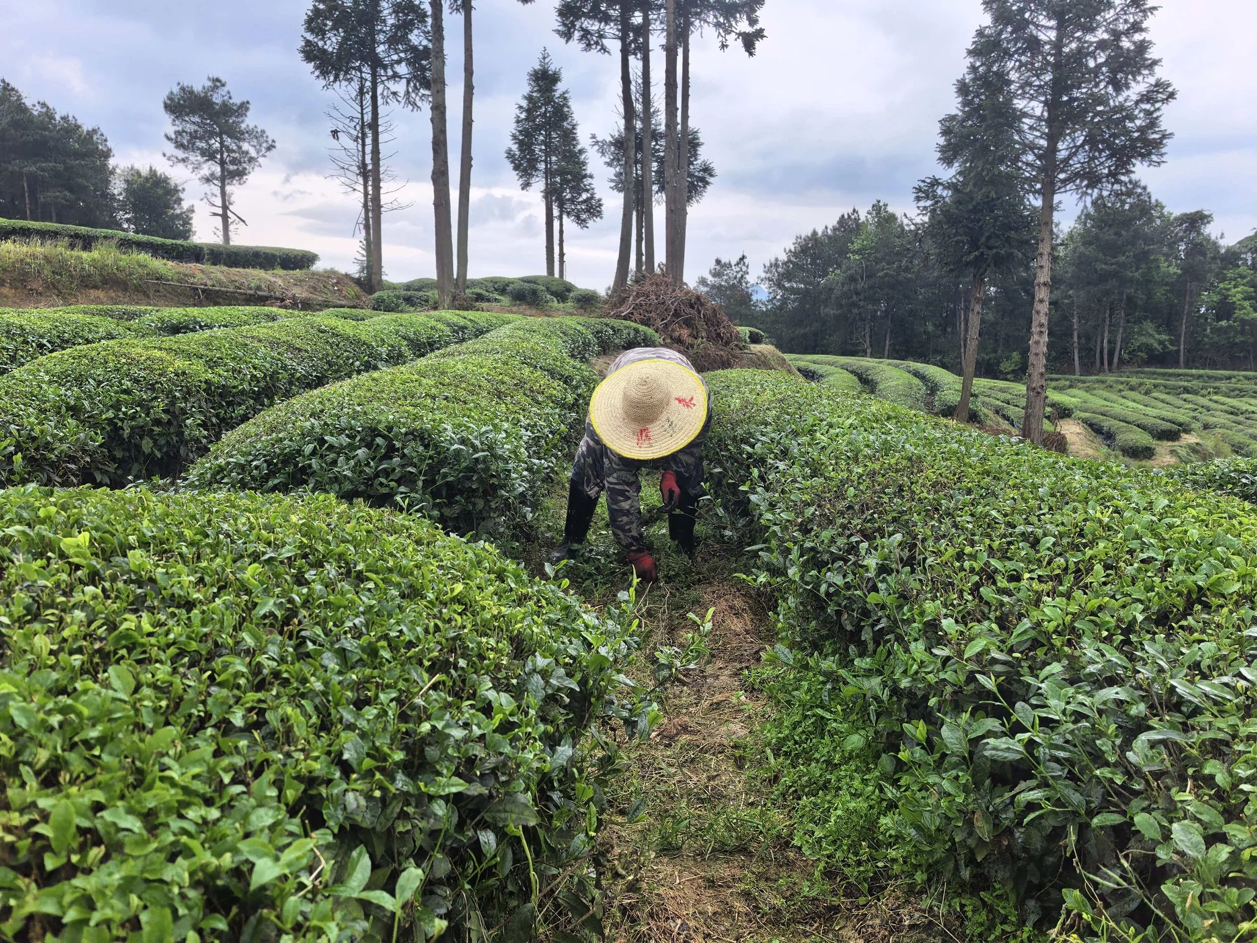 Person working in a lush green tea plantation, wearing a wide-brimmed hat and patterned clothing, bending down to tend to the tea plants with tall trees in the background under a cloudy sky.