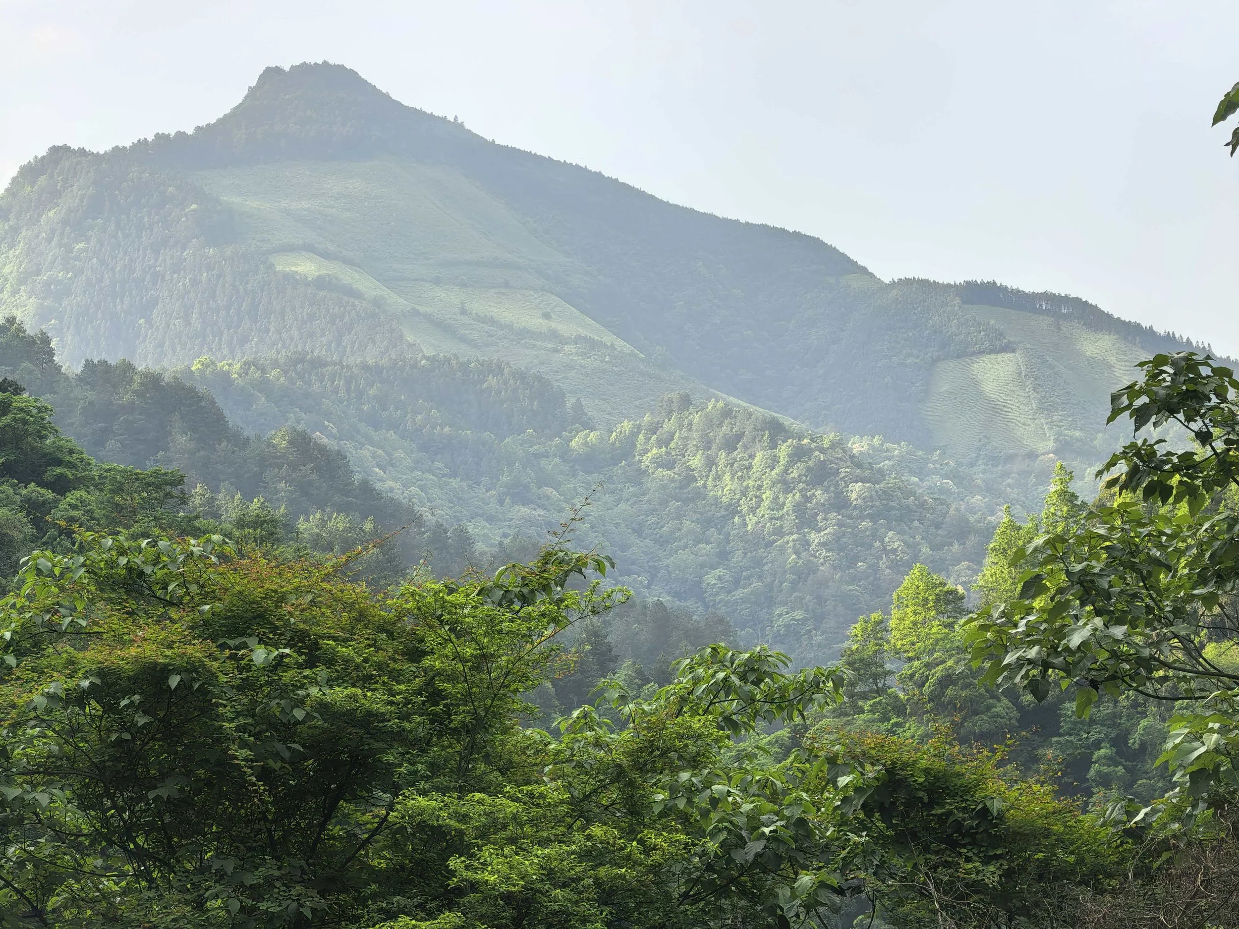 Lush green forested mountain landscape with clear sky and some tree leaves in the foreground.