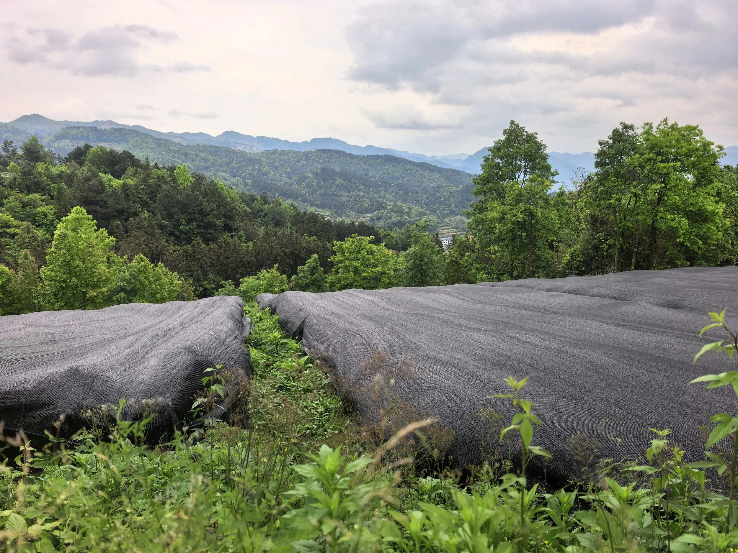 Mountains and green trees in a lush landscape with cloudy sky, foreground shows plastic-covered farming beds with small plants growing.
