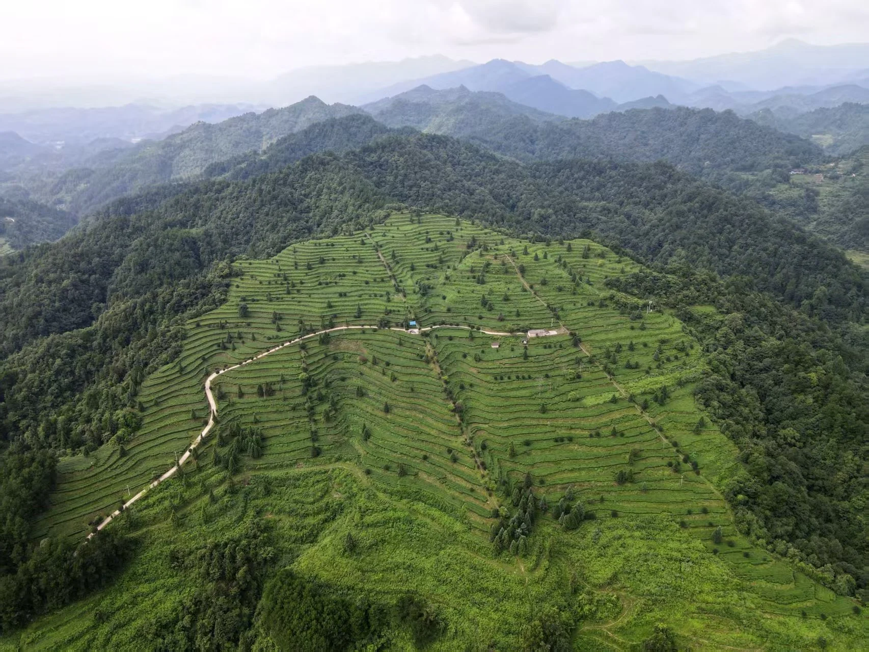 Aerial view of terraced green rice fields on a hillside surrounded by dense forests and mountain ranges in the distance.
