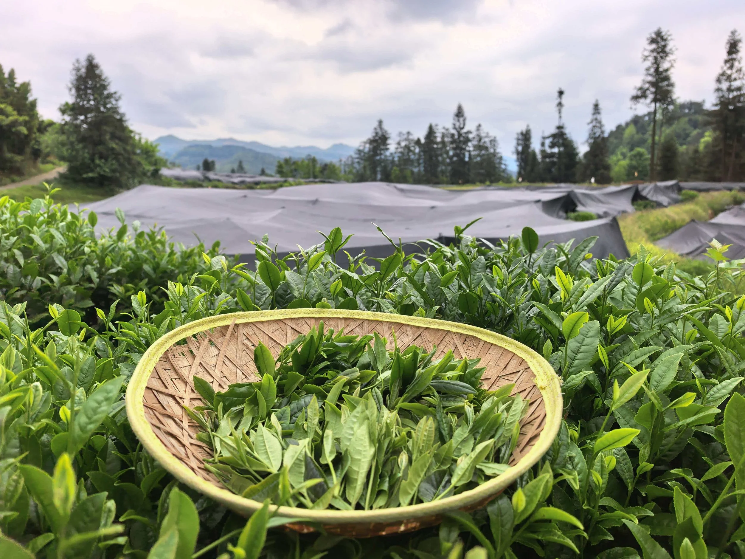 A tea plantation with green tea plants, plastic-covered rows, and mountains in the background, viewed from a basket filled with tea leaves.