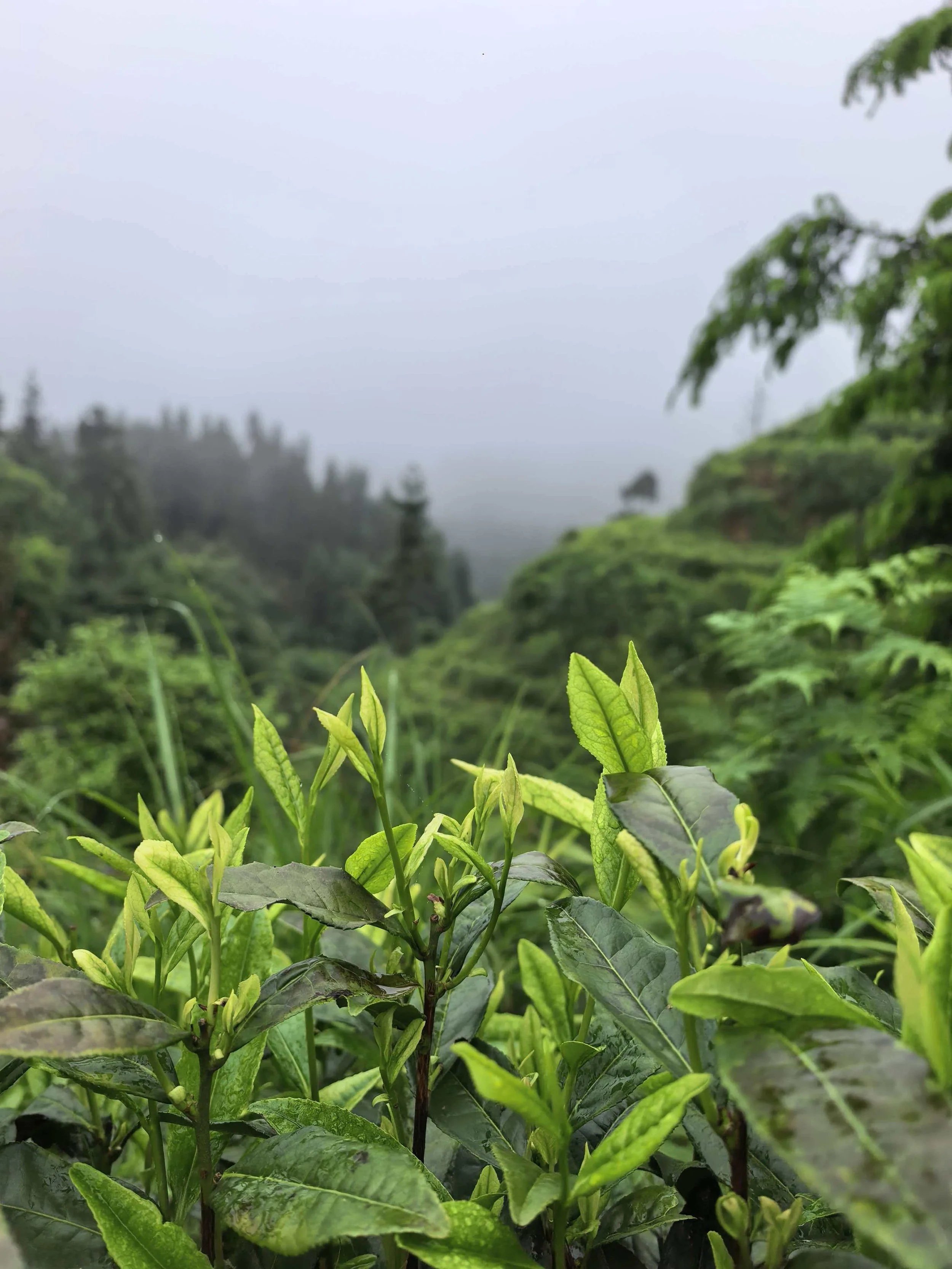 Close-up of green tea plants in a tea plantation, with a misty landscape and trees in the background.